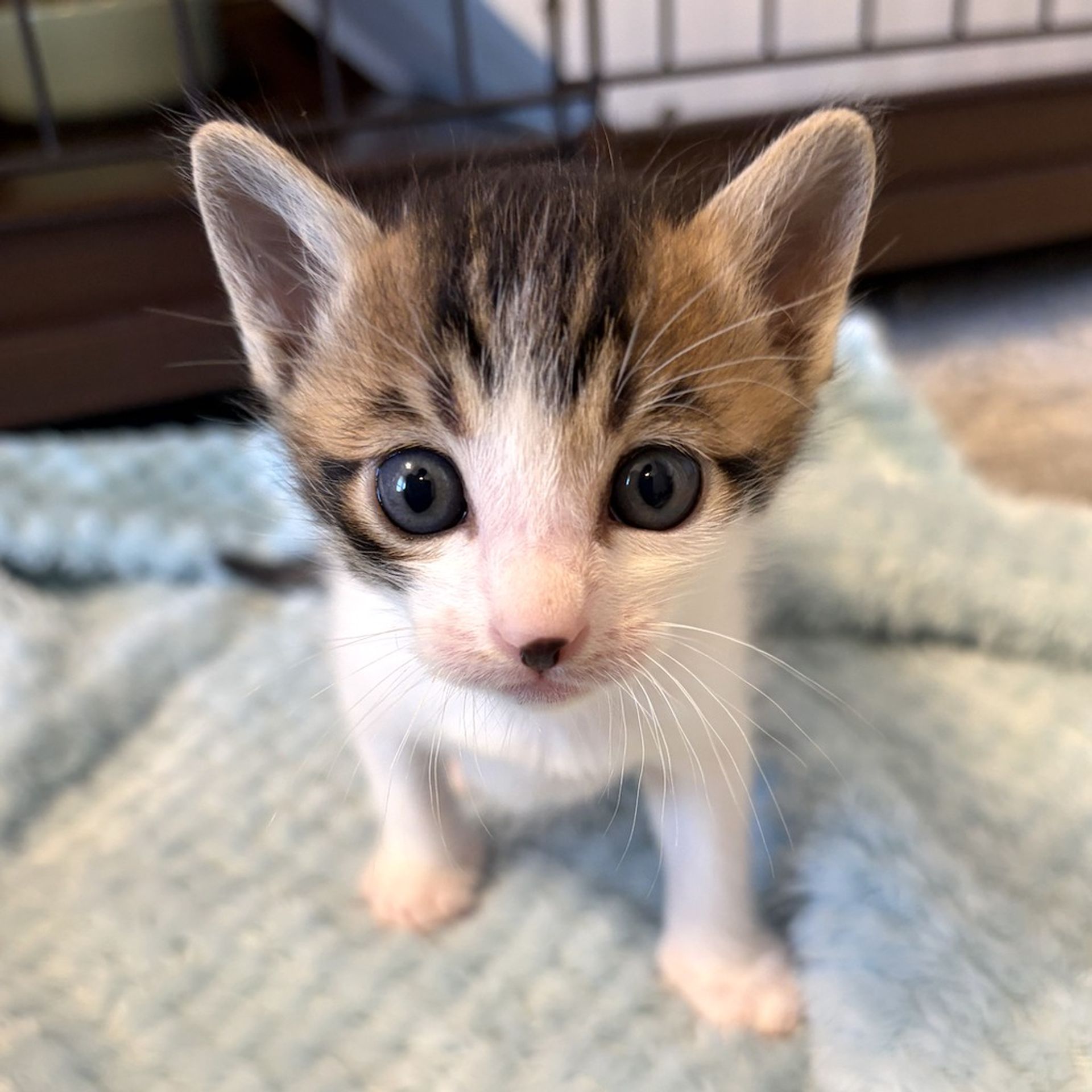 雑種（ミックス猫）・オスの里親募集の写真