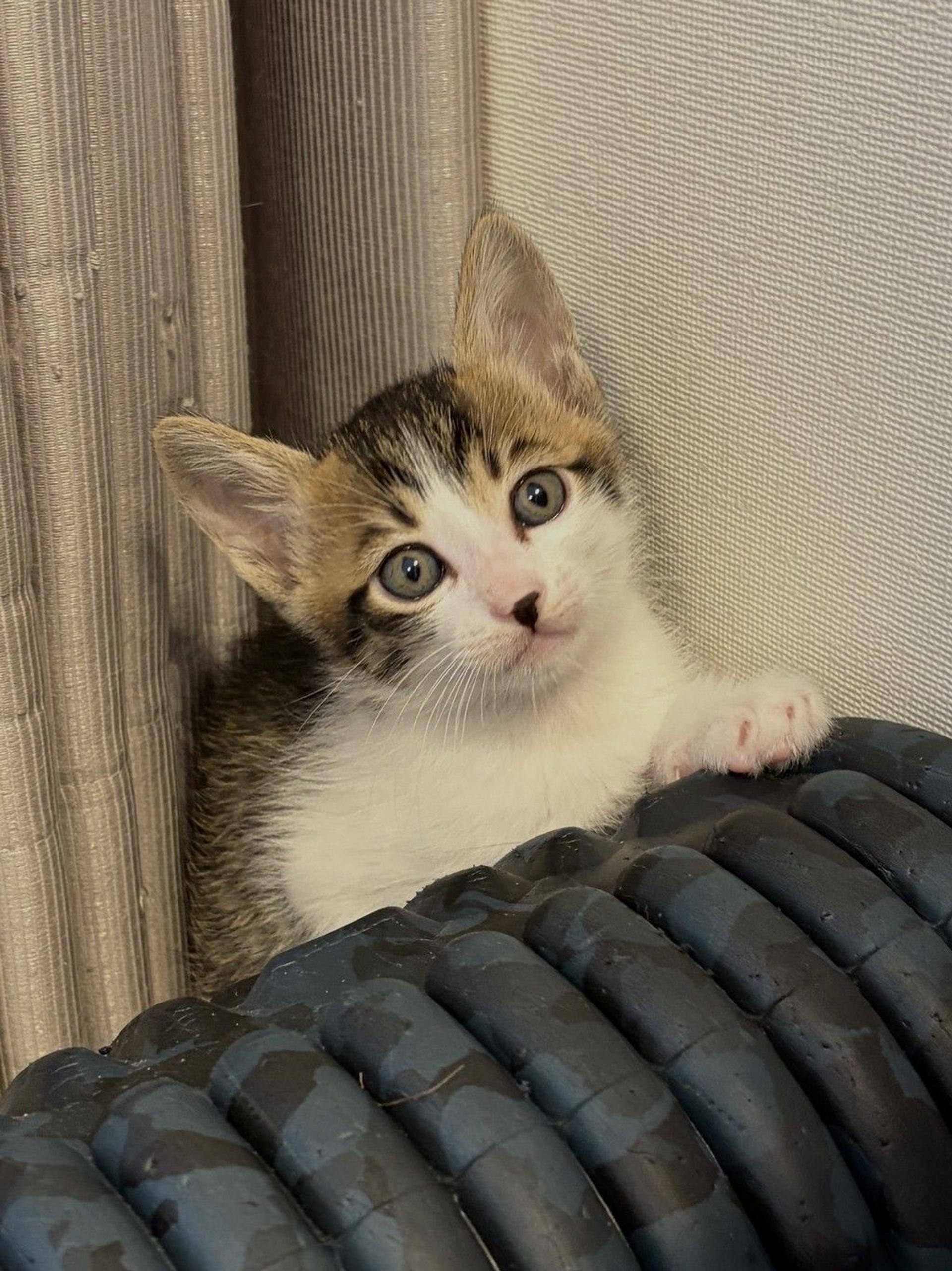 pet-image-5