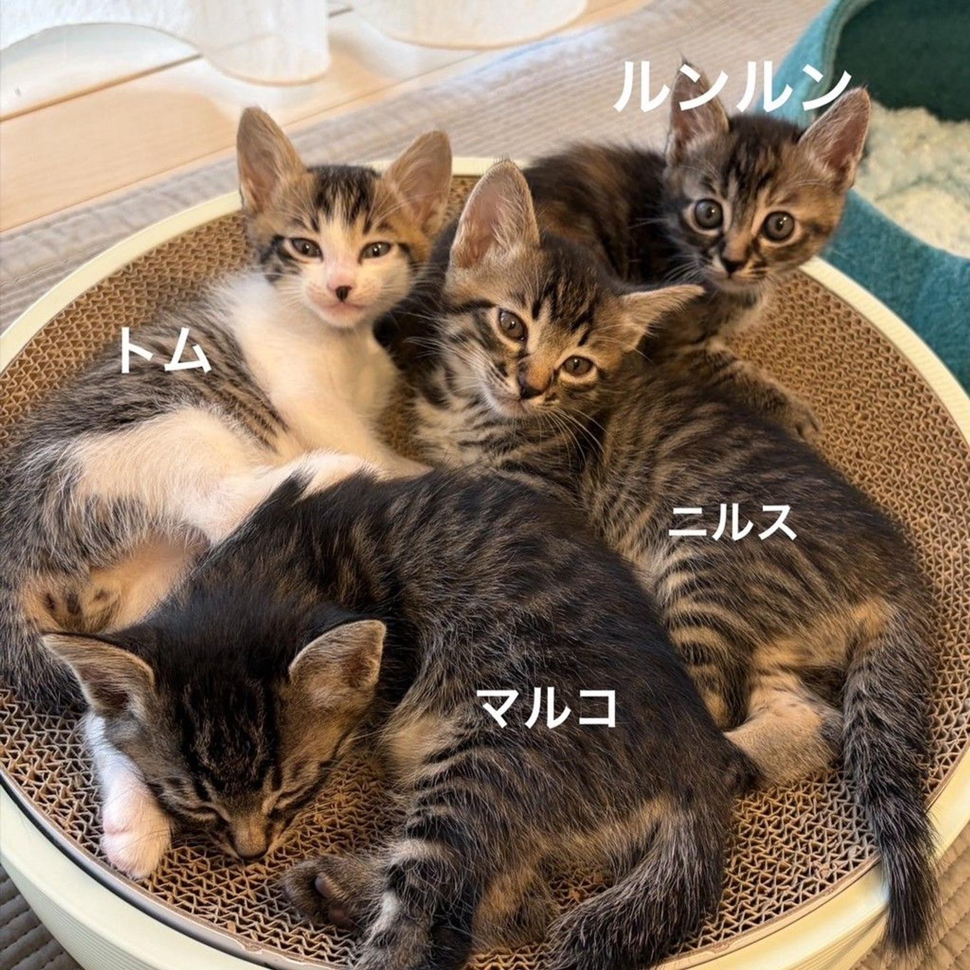 pet-image-7