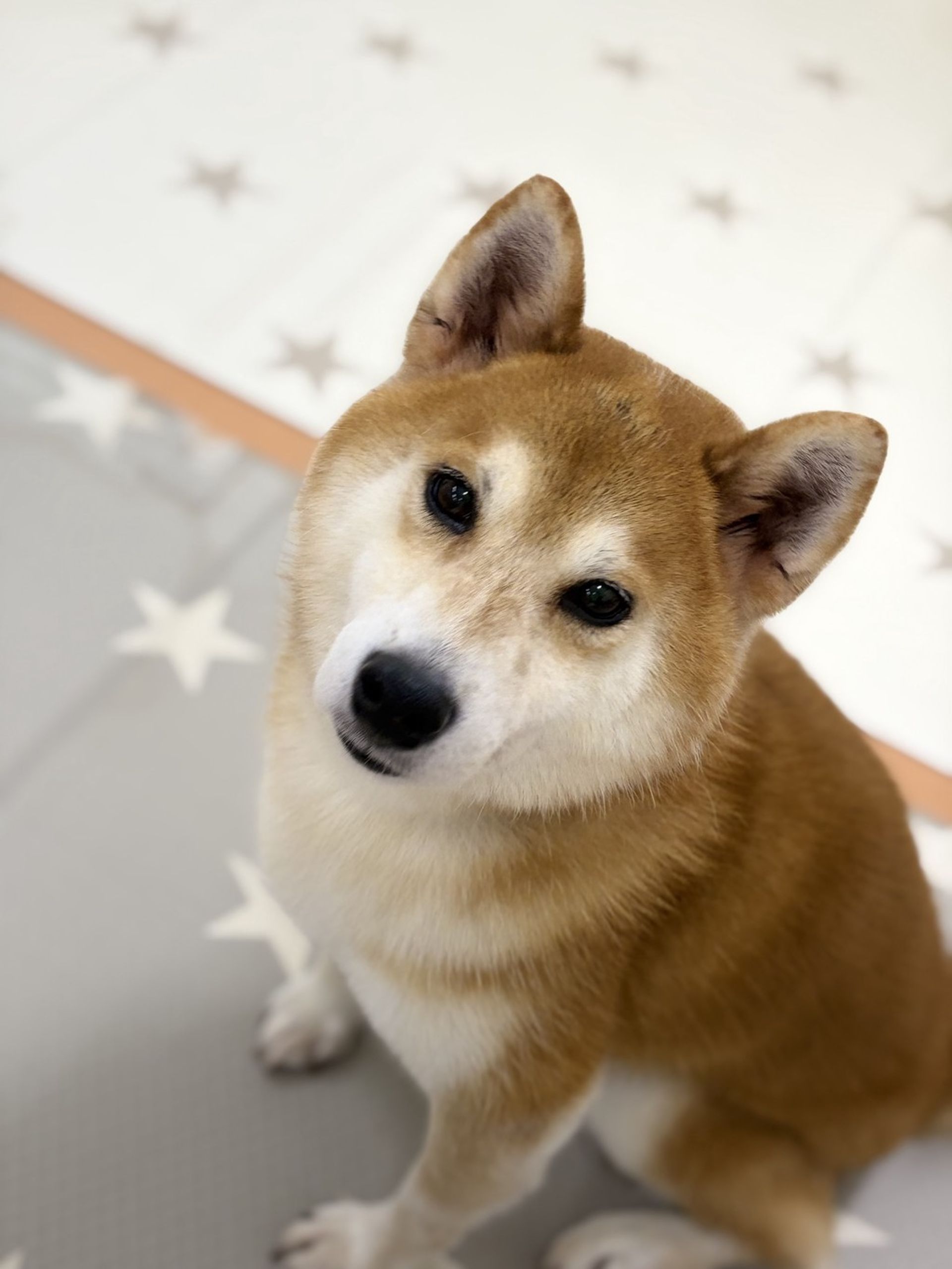 柴犬・オスの里親募集の写真