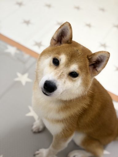 桃山白鳳の写真