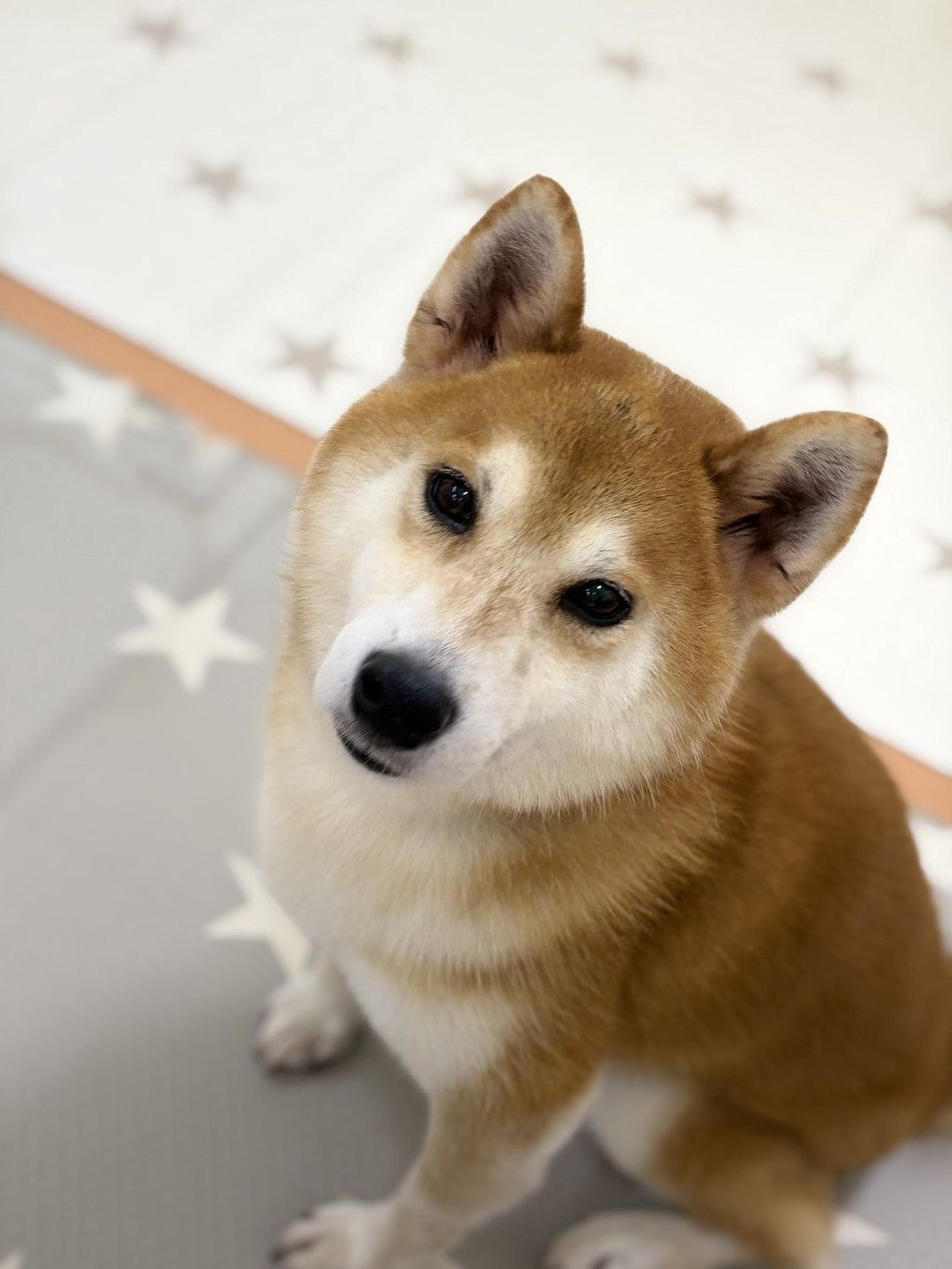 pet-image-2