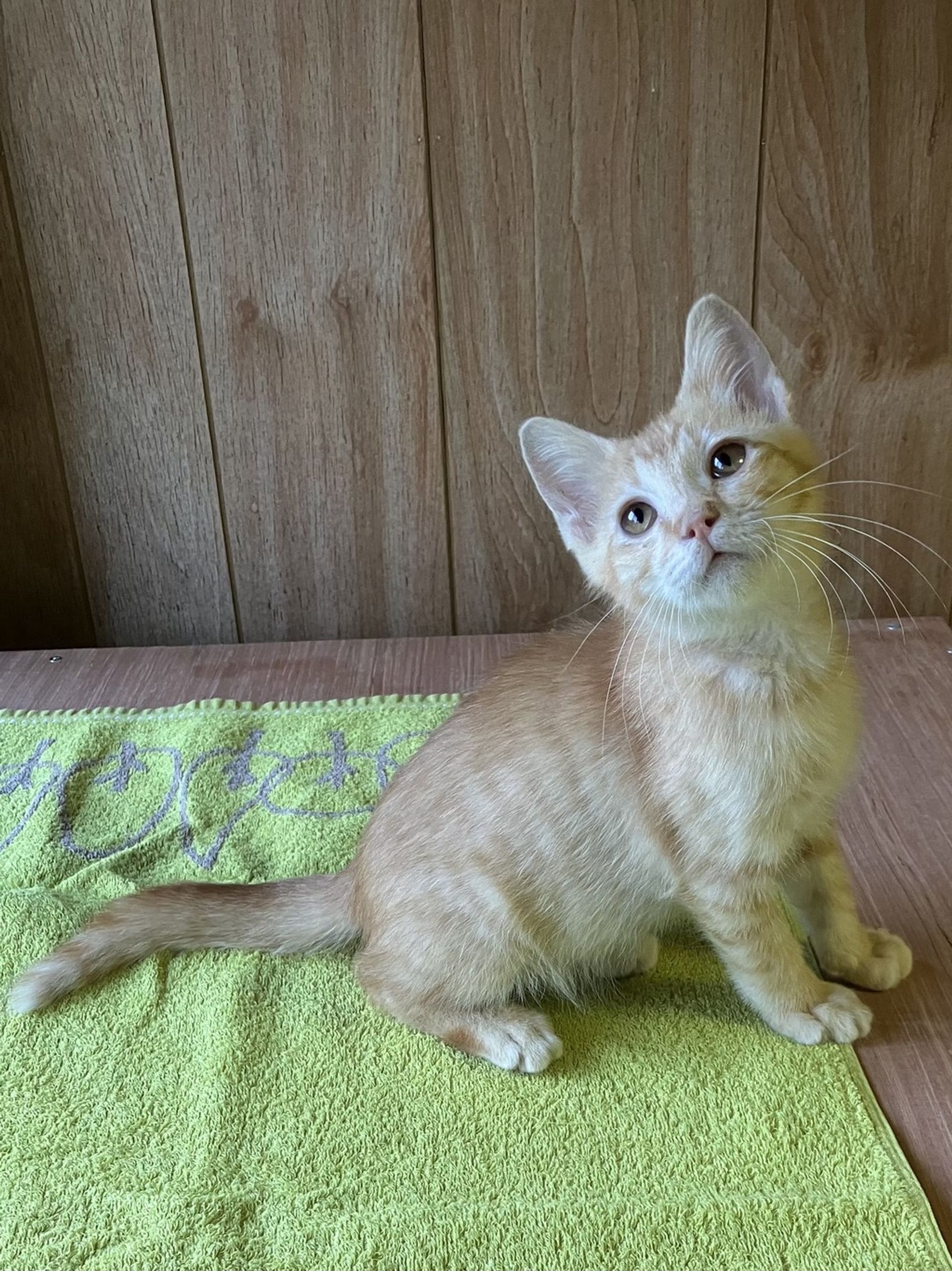 雑種（ミックス猫）・オスの里親募集の写真