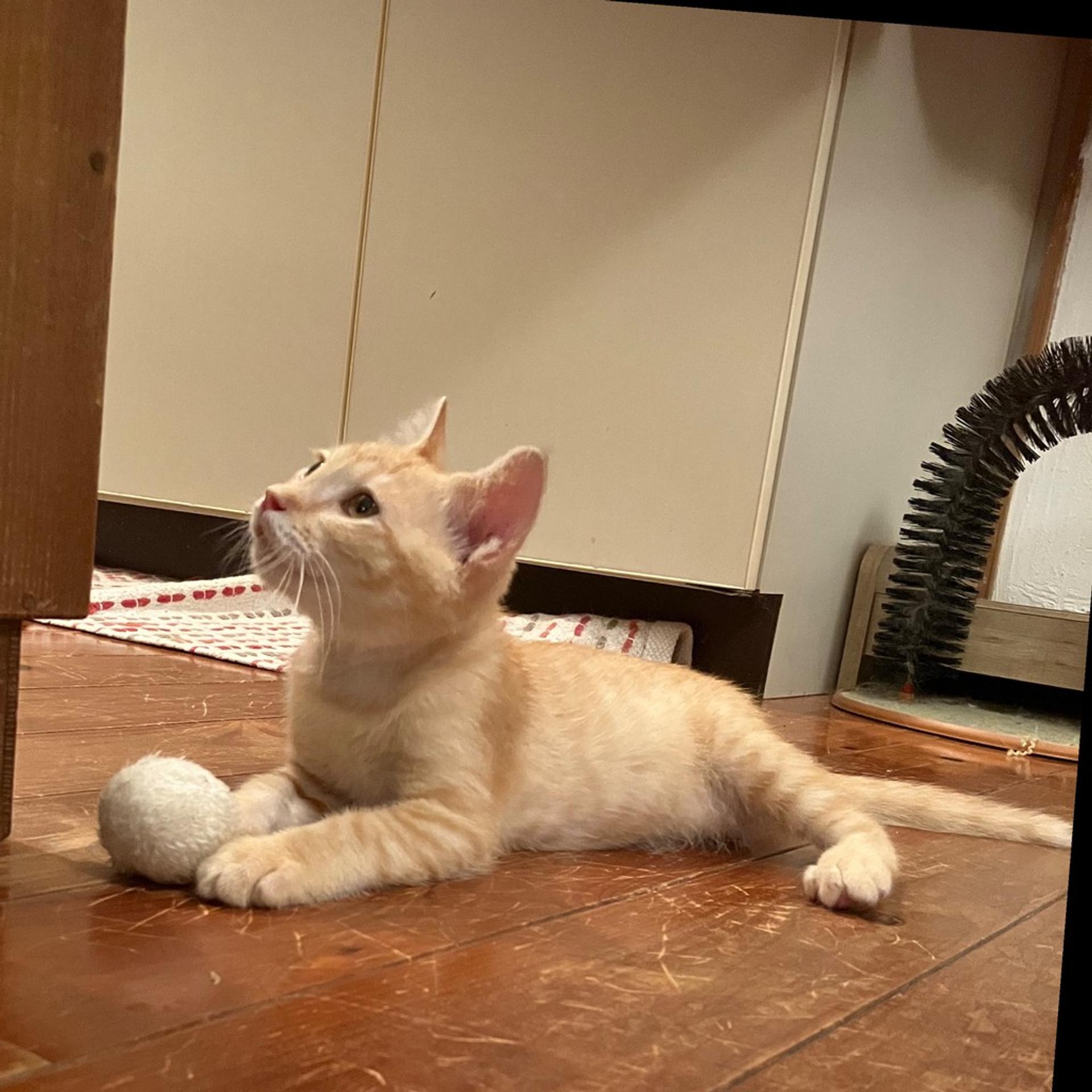 pet-image-6