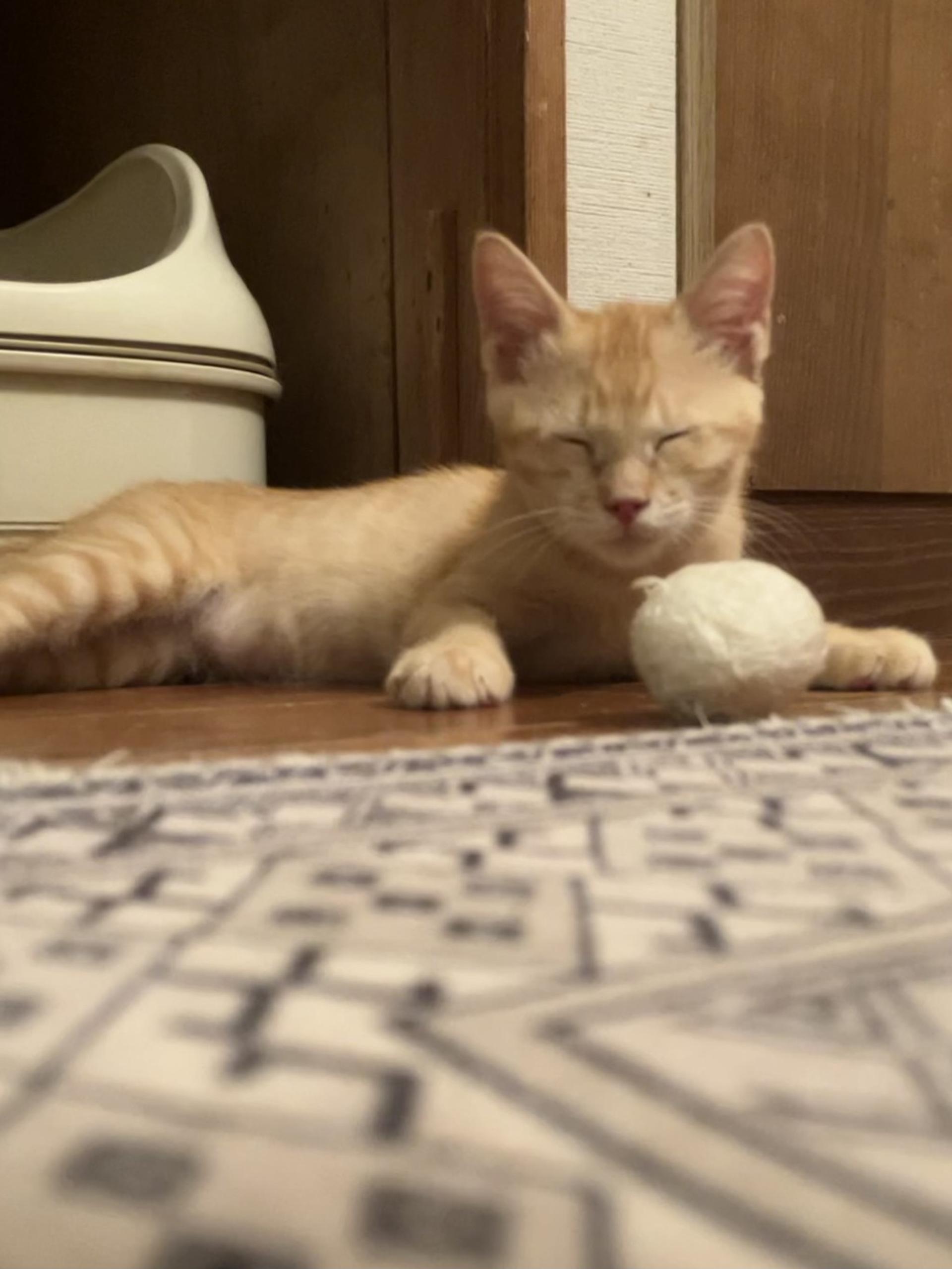 pet-image-7