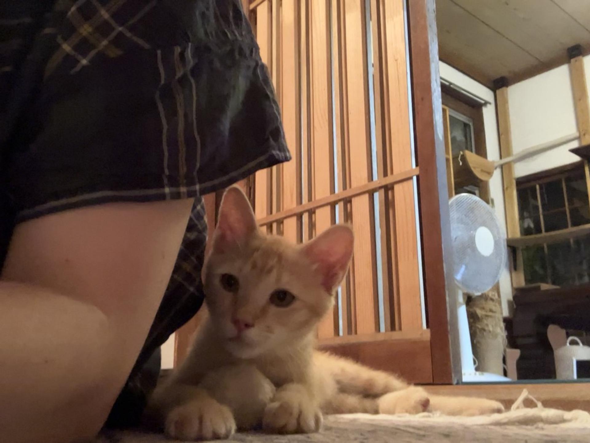 pet-image-10