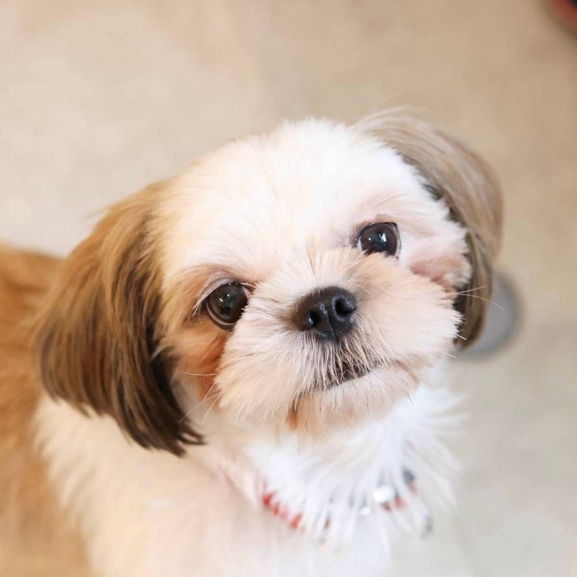 pet-image-2