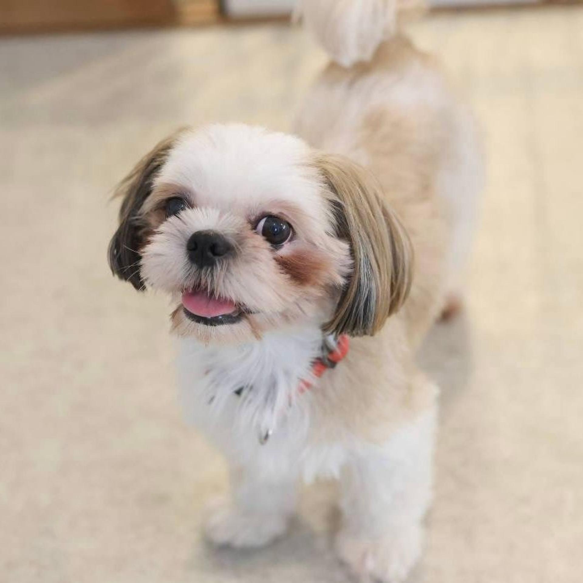 pet-image-7