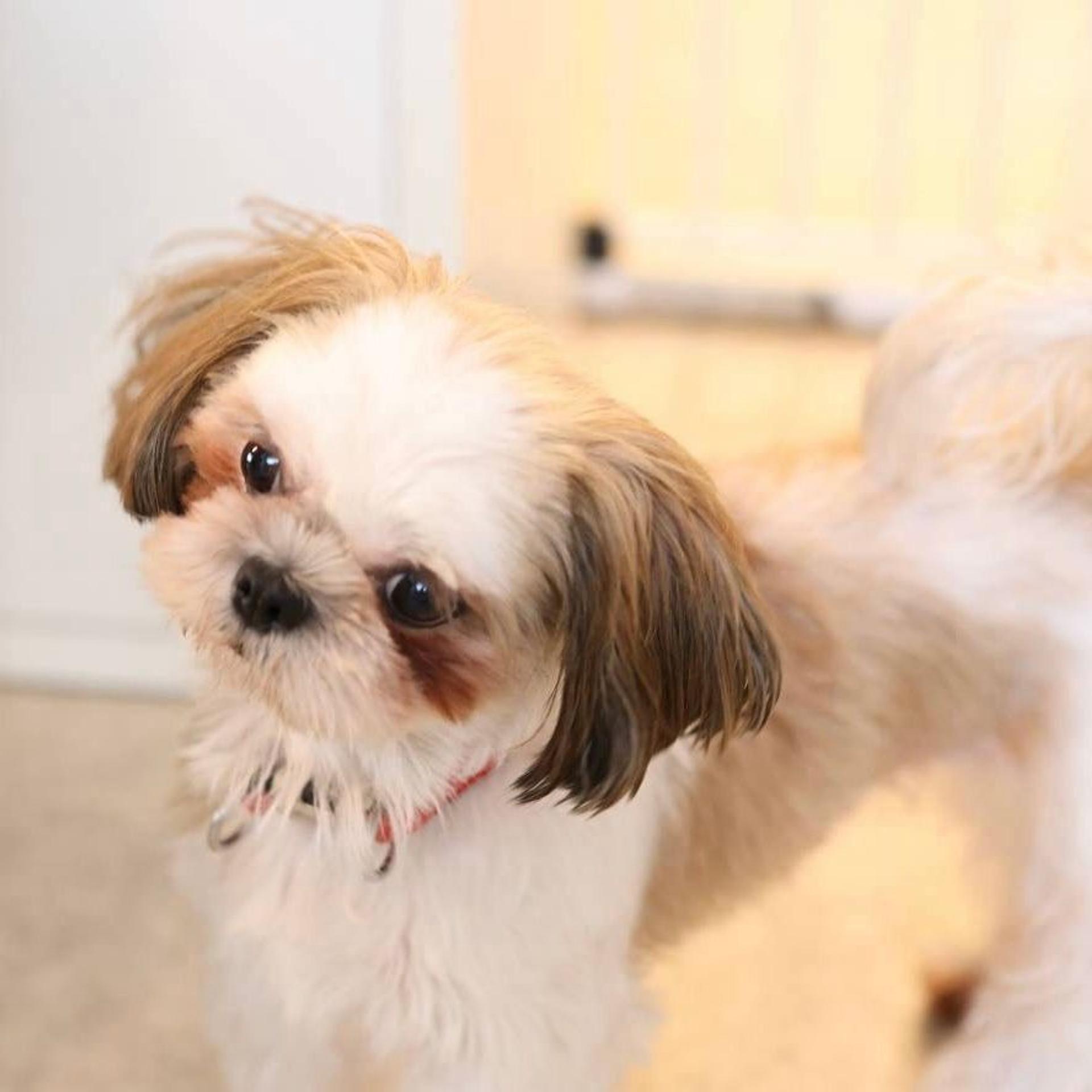 pet-image-8