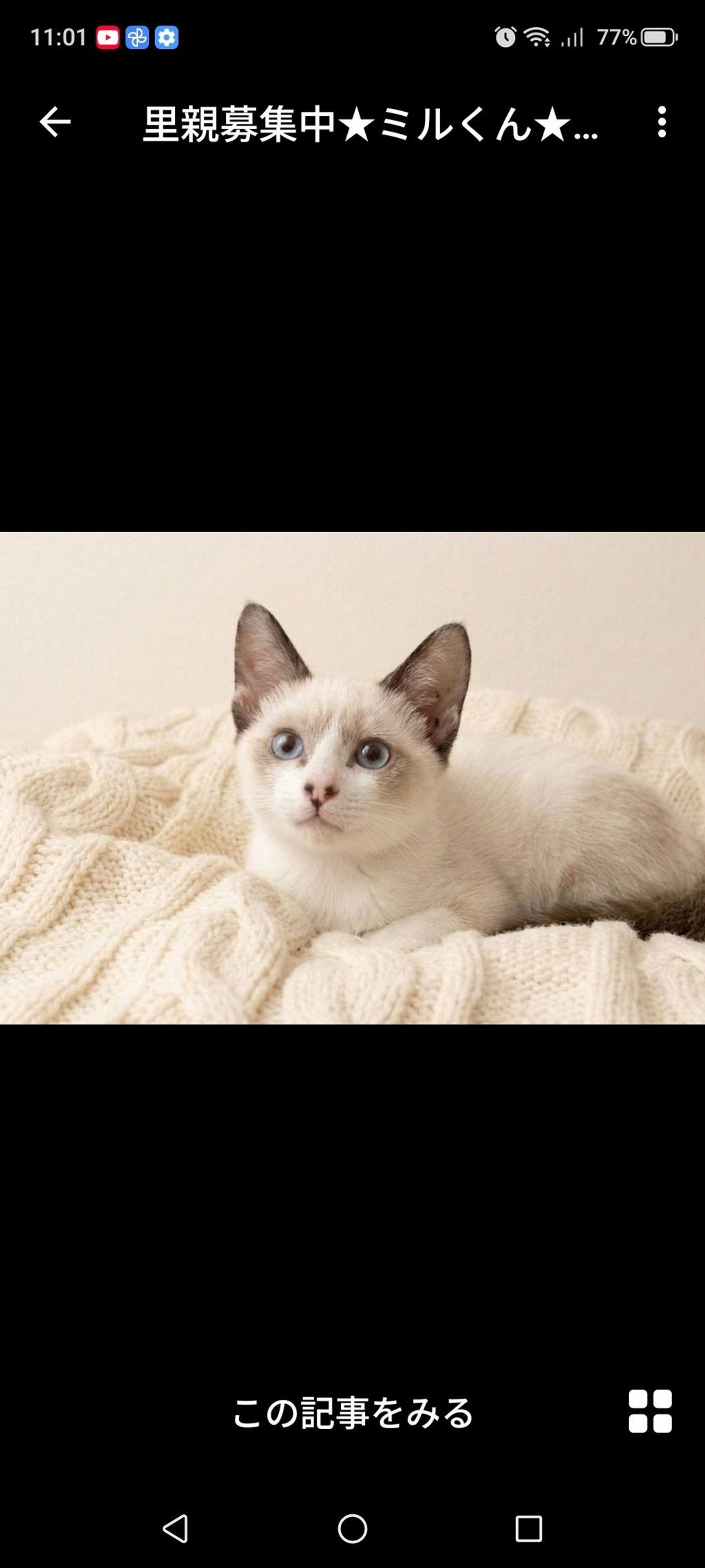 雑種（ミックス猫）・オスの里親募集の写真