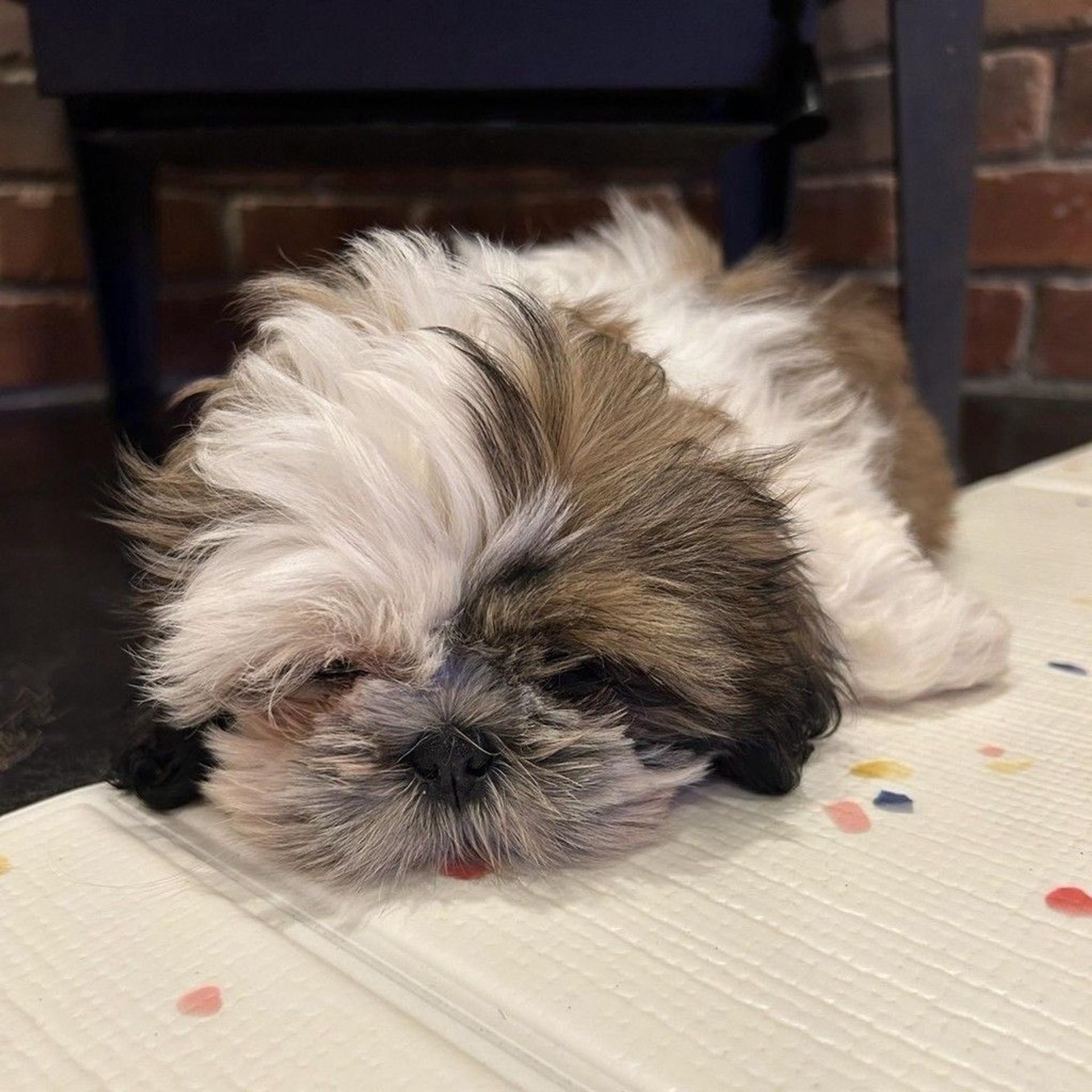 pet-image-2