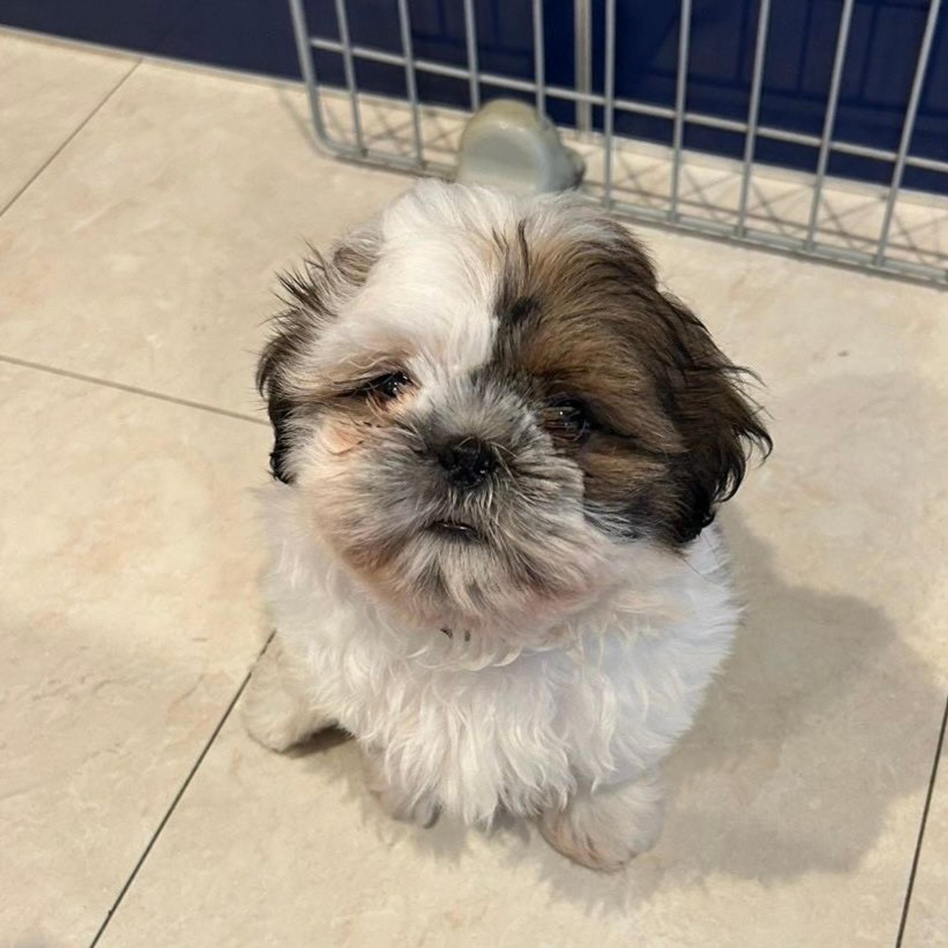 pet-image-4