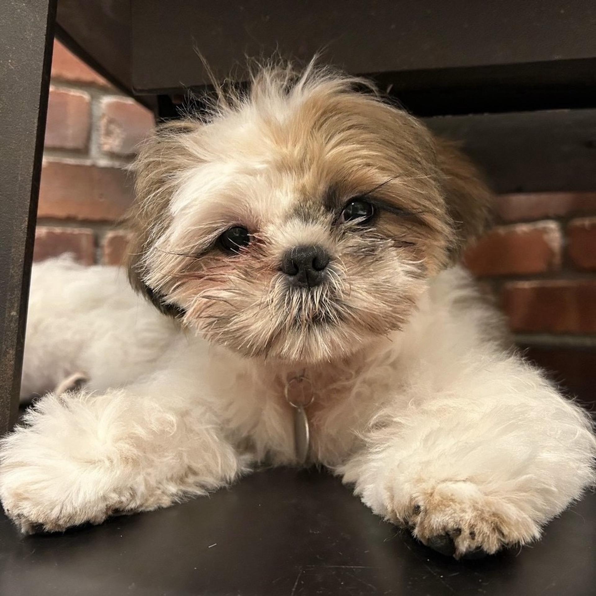 pet-image-3