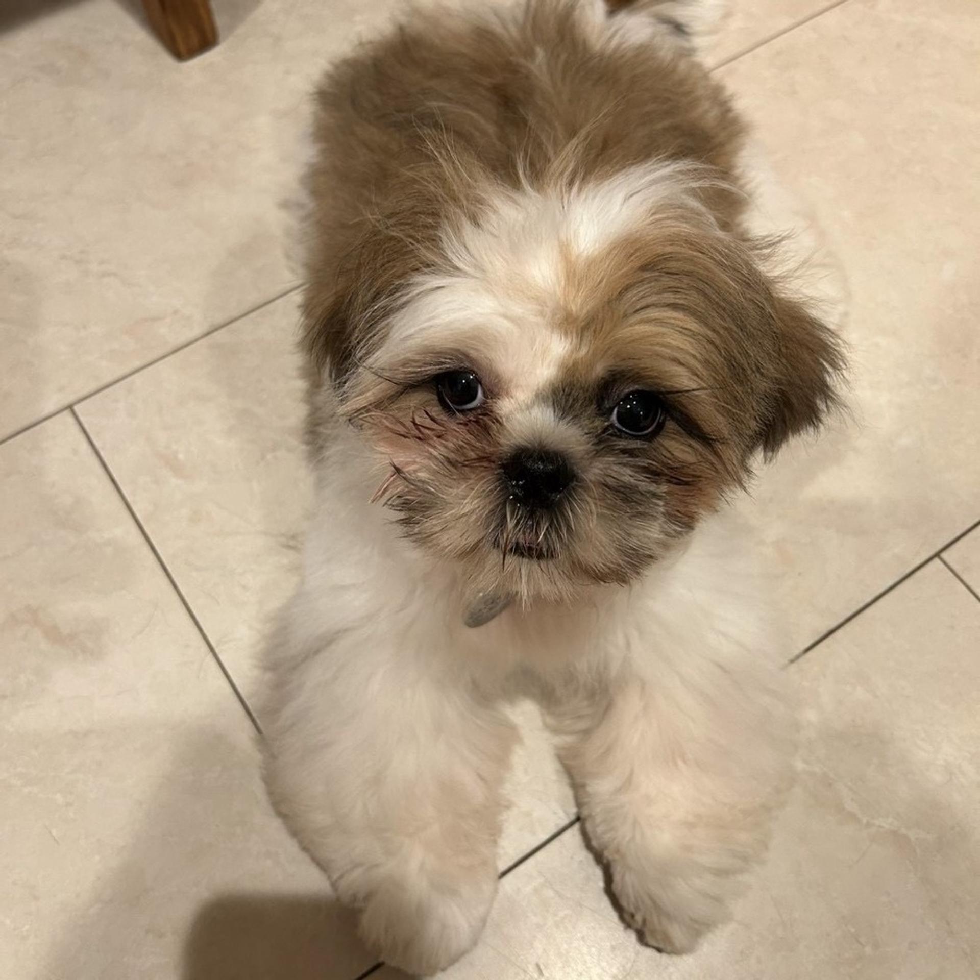 pet-image-4