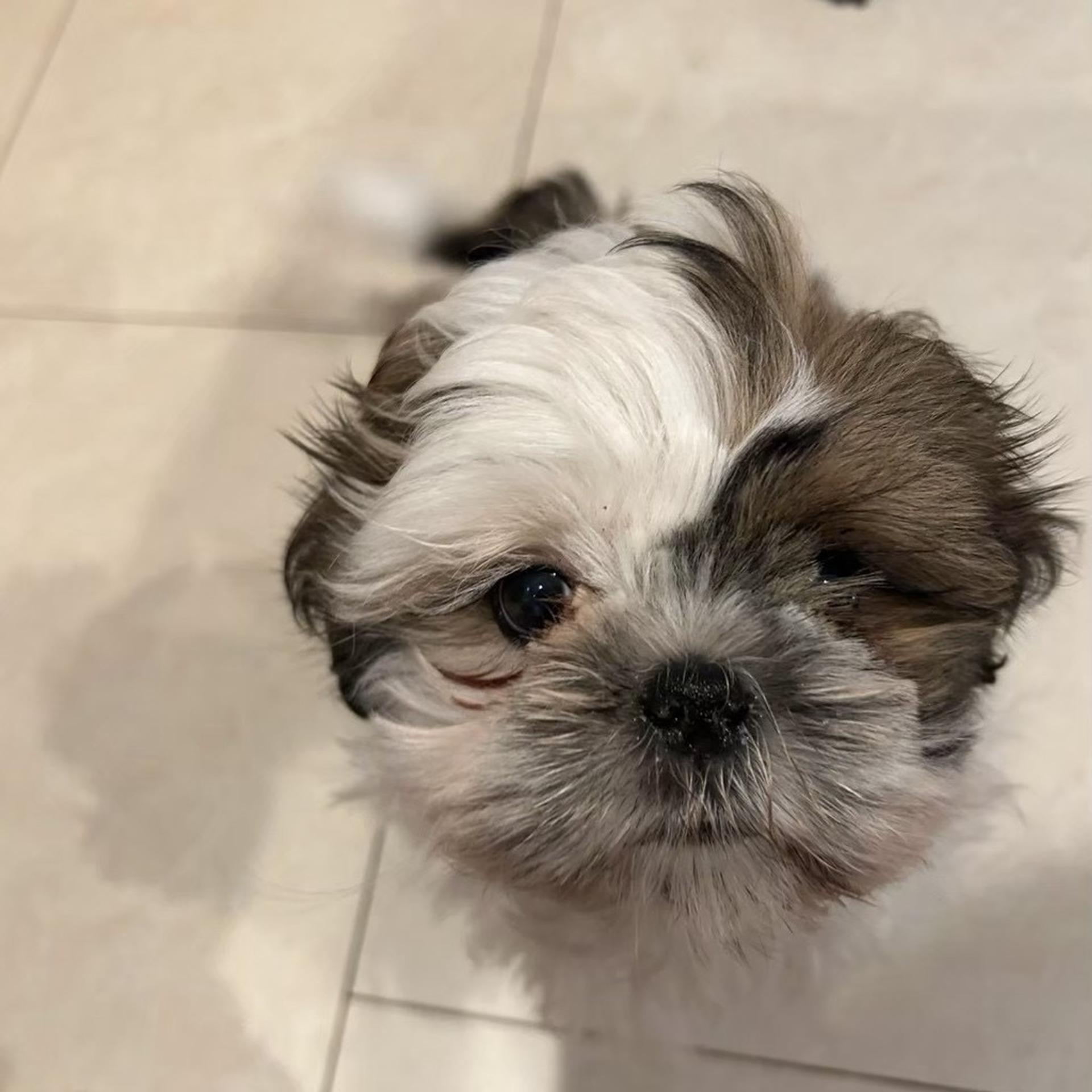 pet-image-6