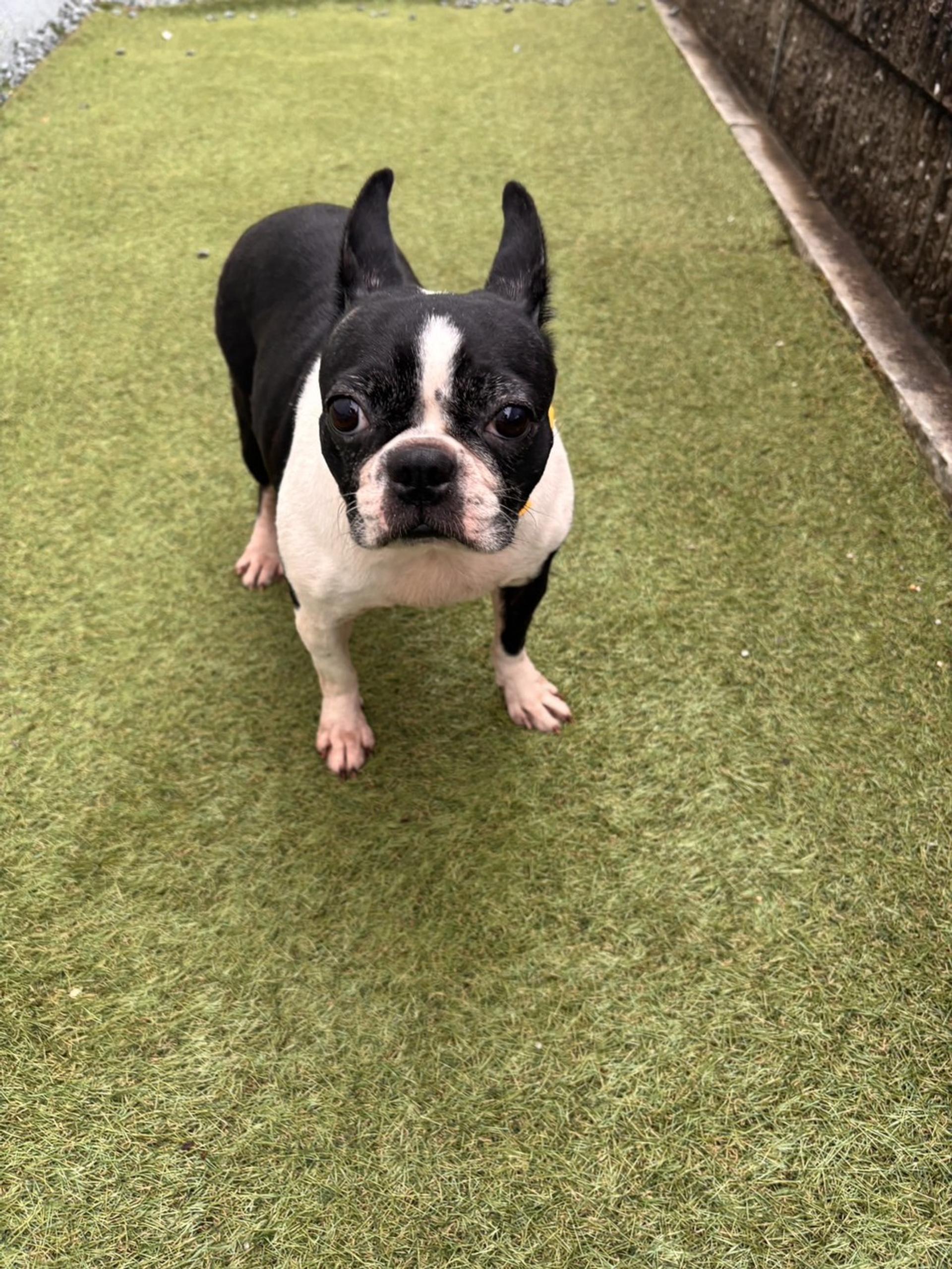 pet-image-2