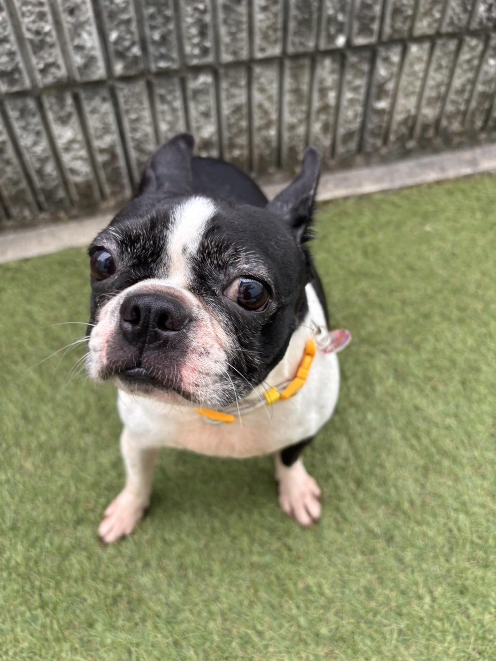 pet-image-5
