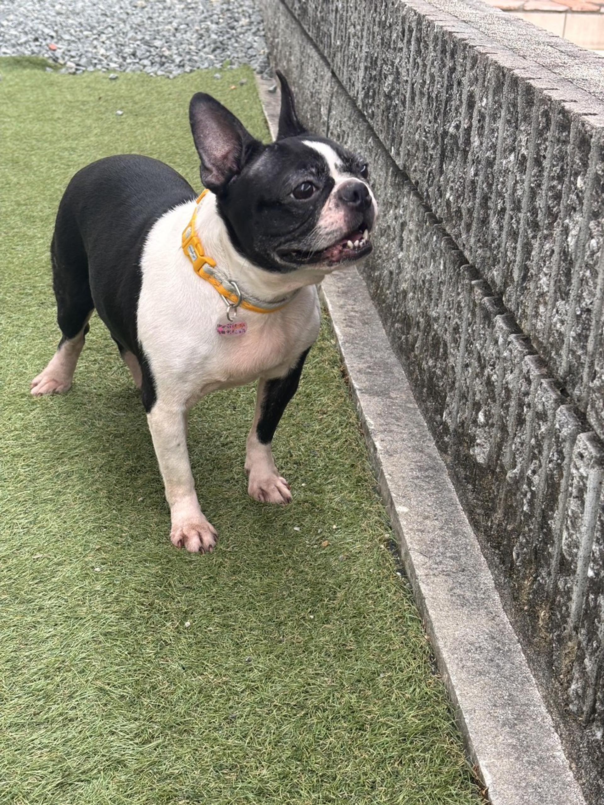 pet-image-7