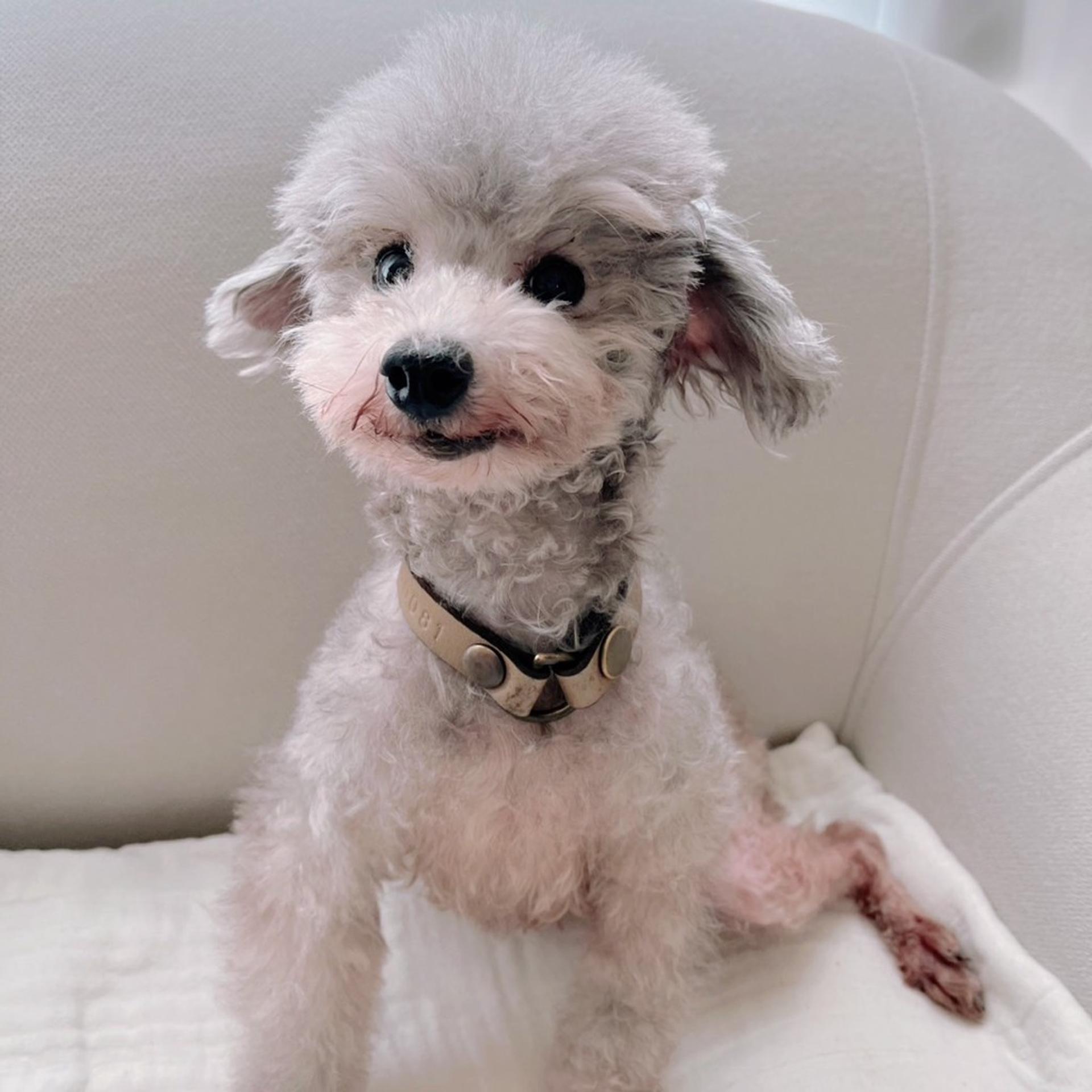 pet-image-3