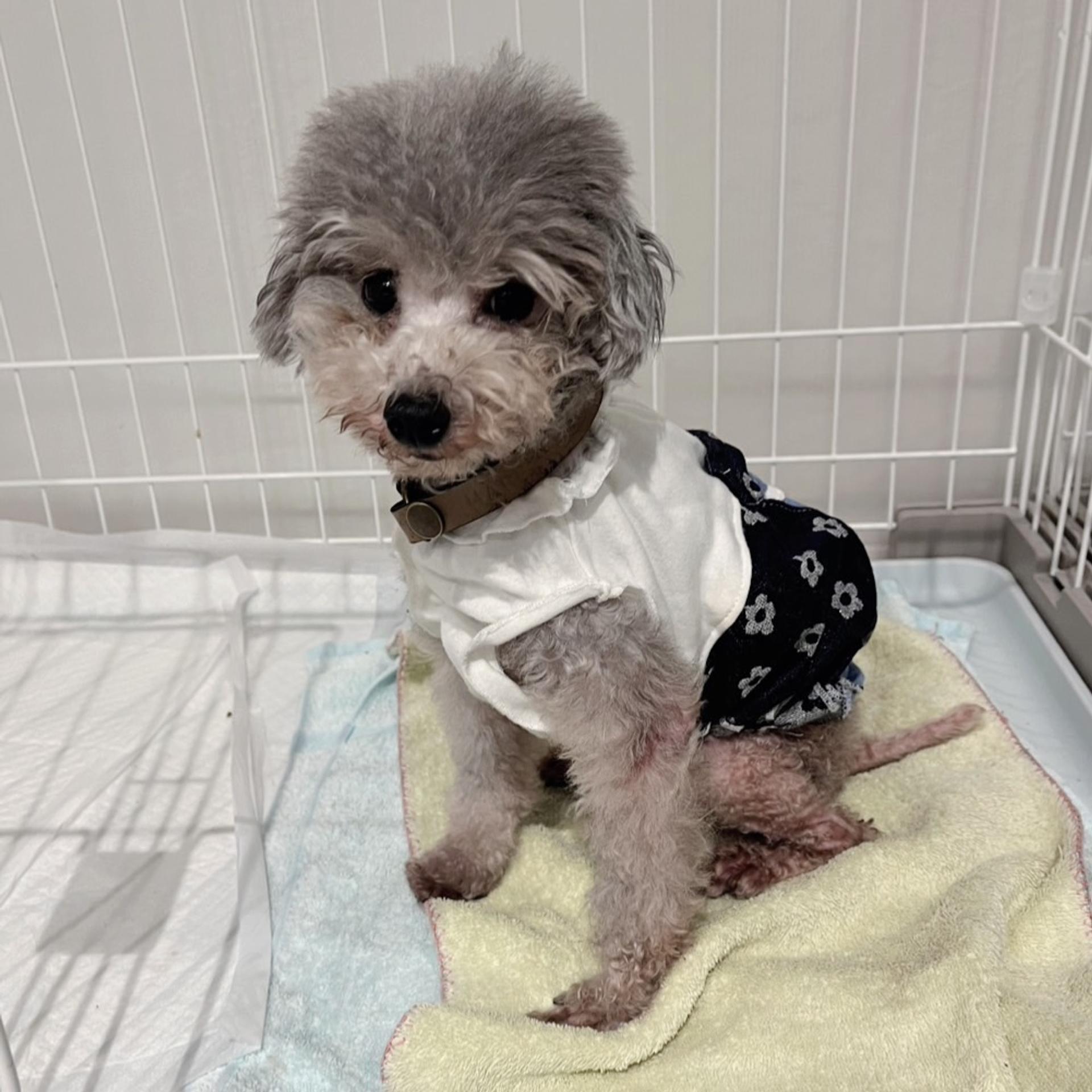 pet-image-5