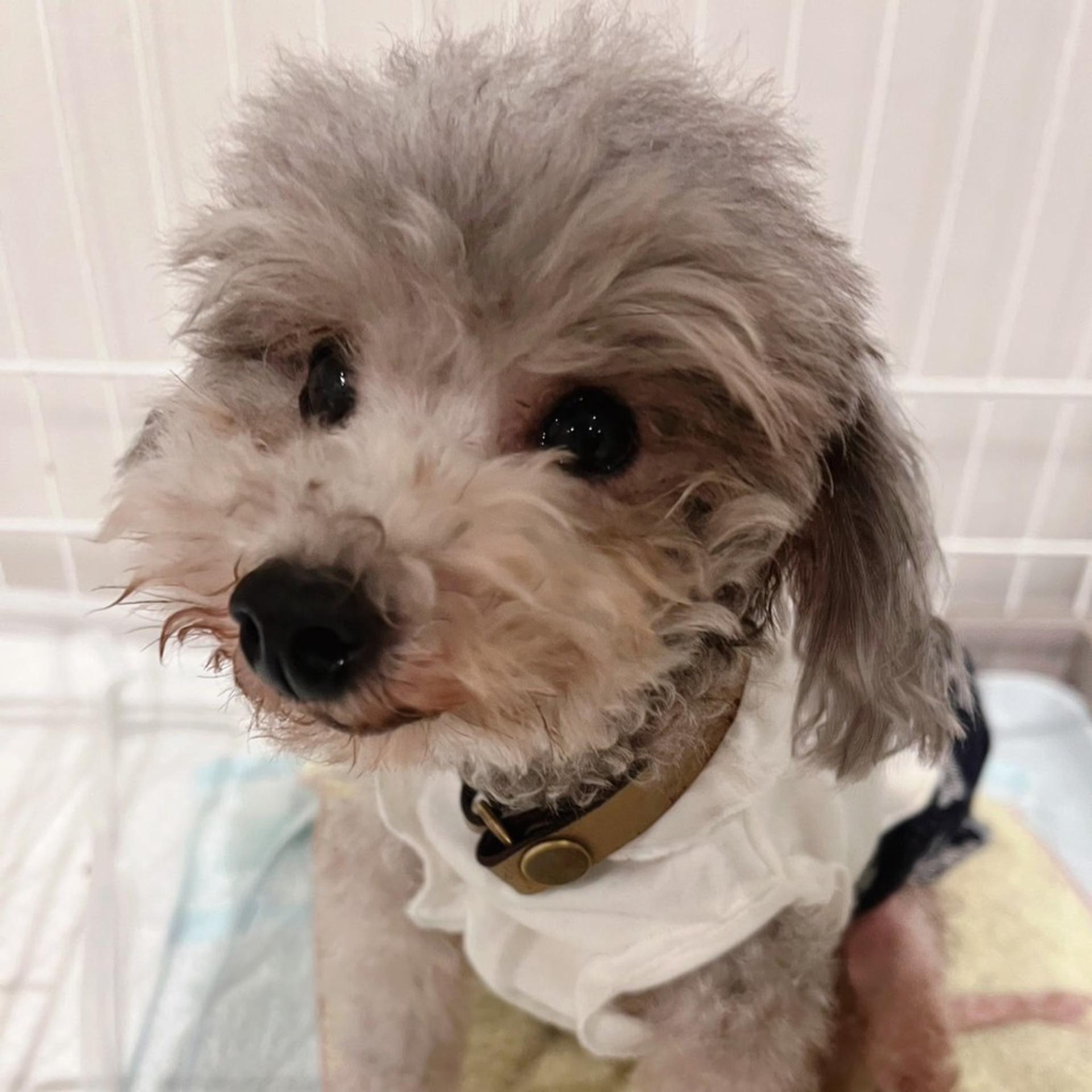 pet-image-6