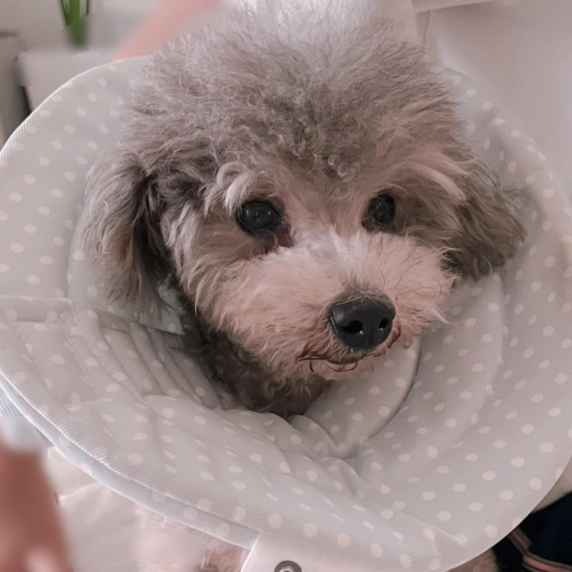 pet-image-8