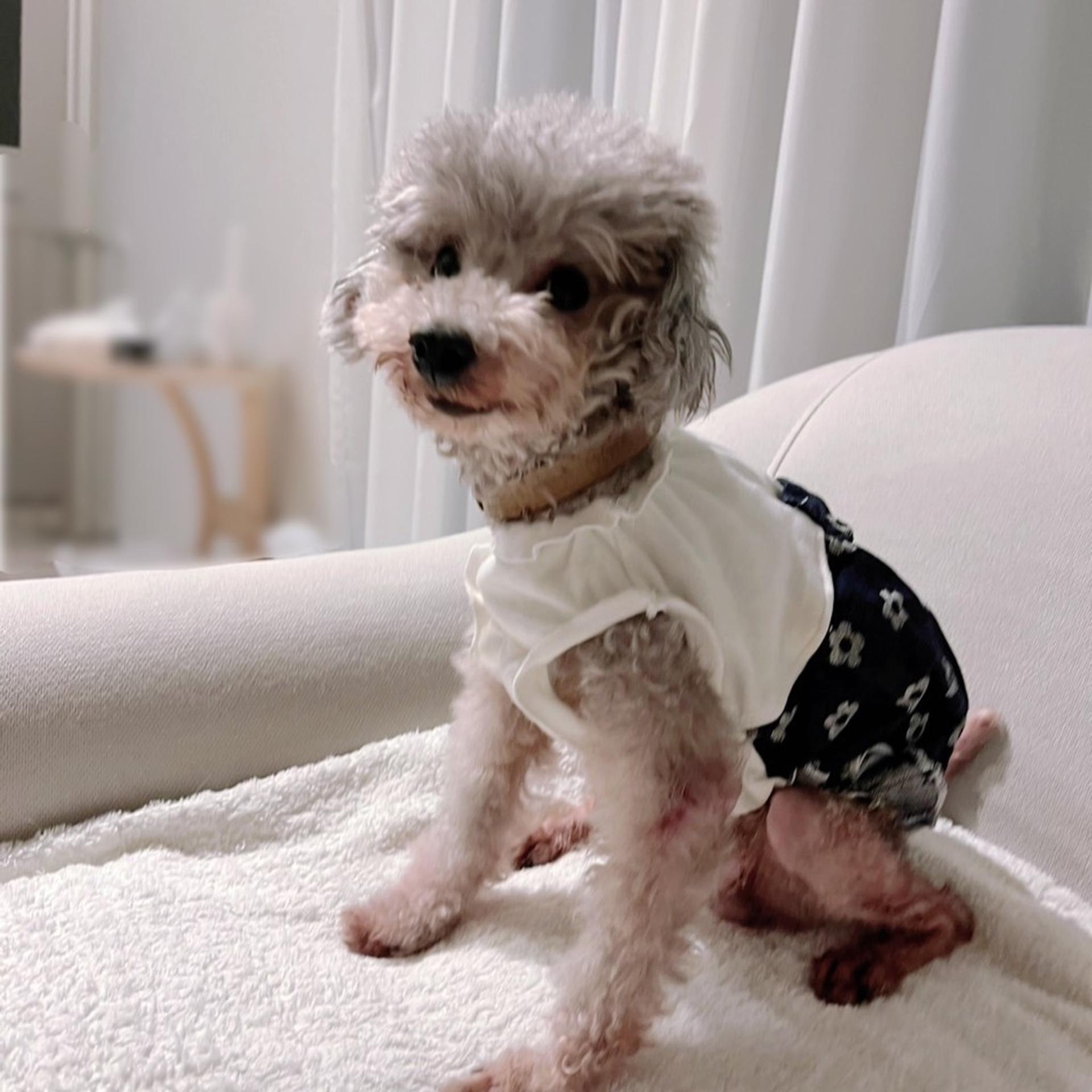 pet-image-9