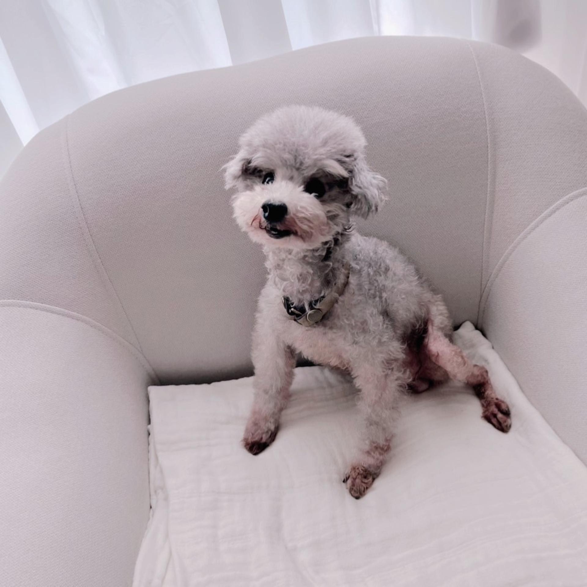 pet-image-10