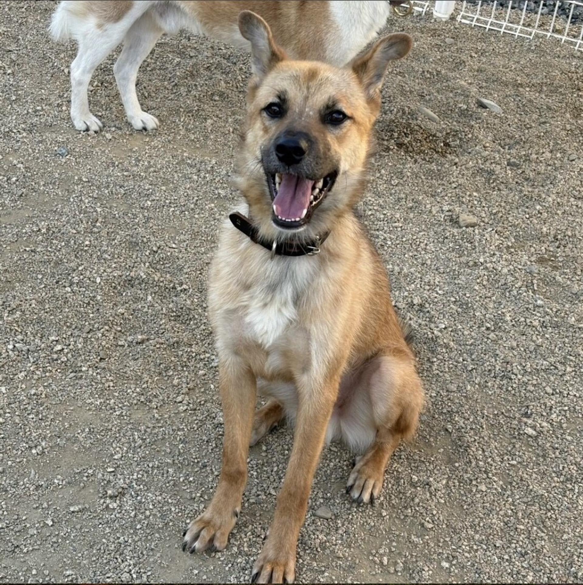 pet-image-3