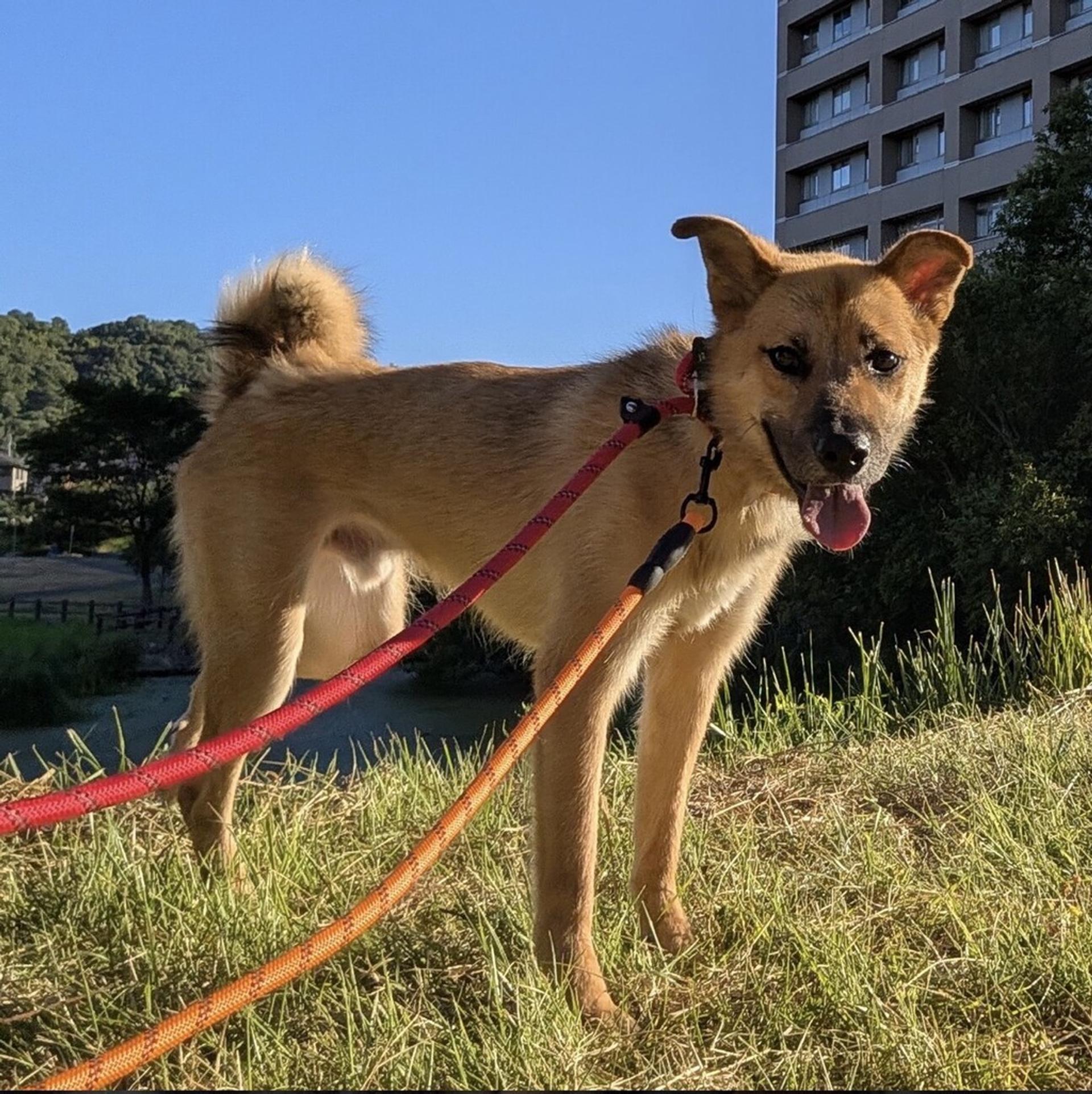 pet-image-4