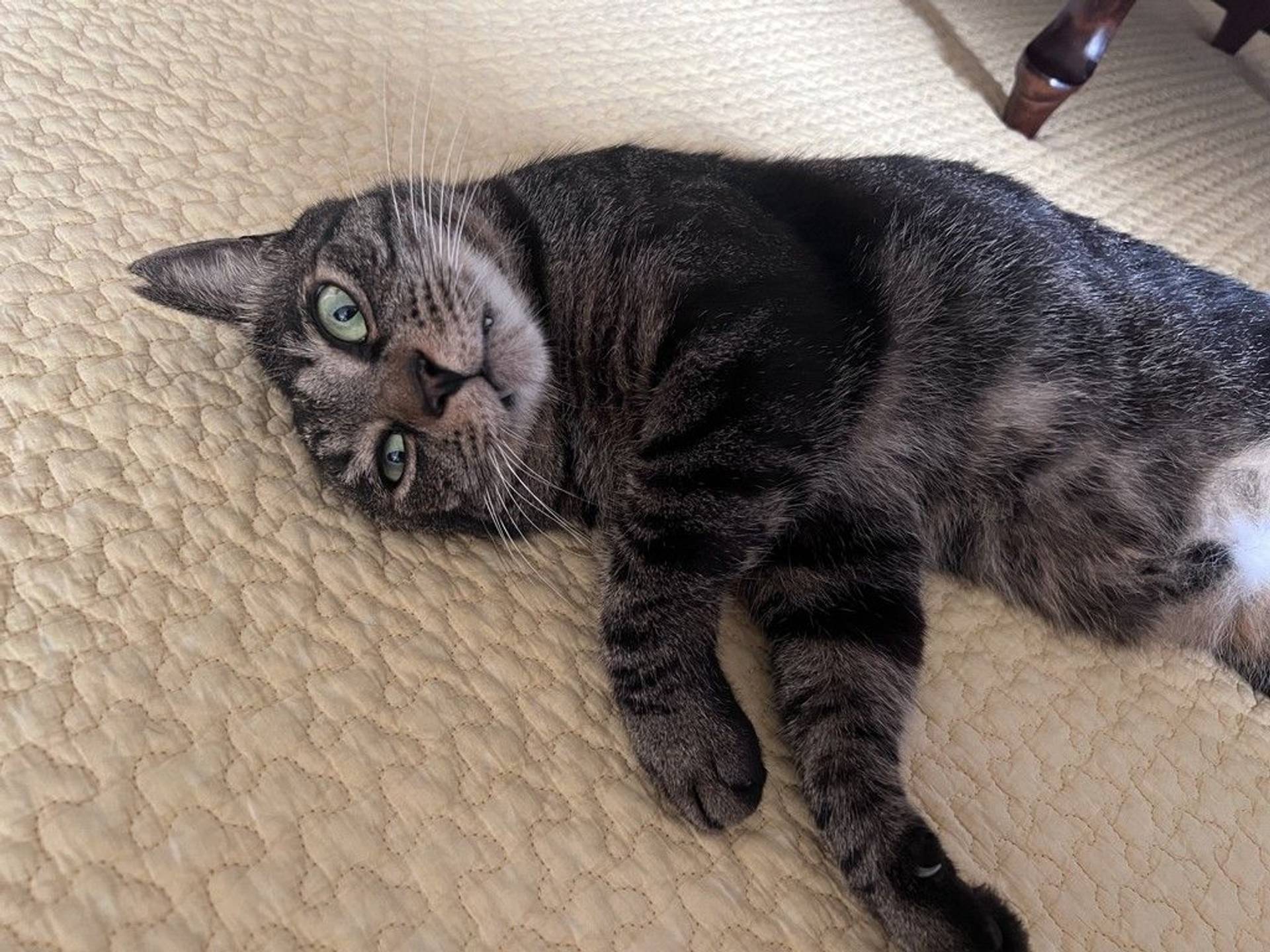 雑種（ミックス猫）・オスの里親募集の写真