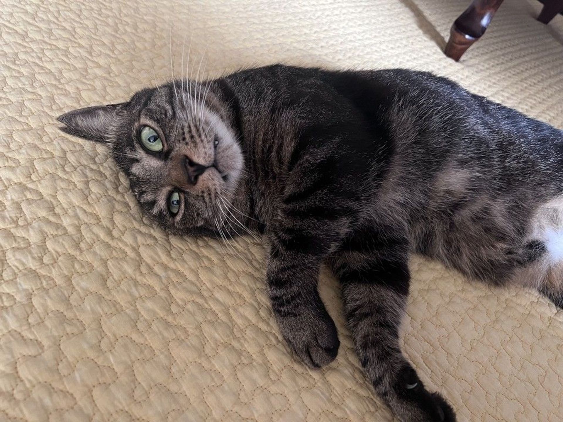 雑種（ミックス猫）・オスの里親募集の写真