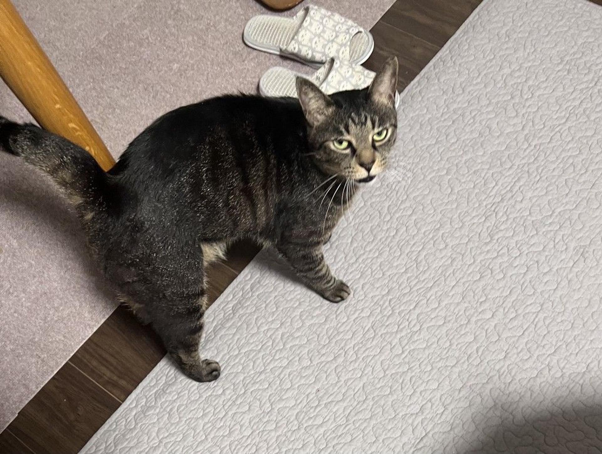 pet-image-3