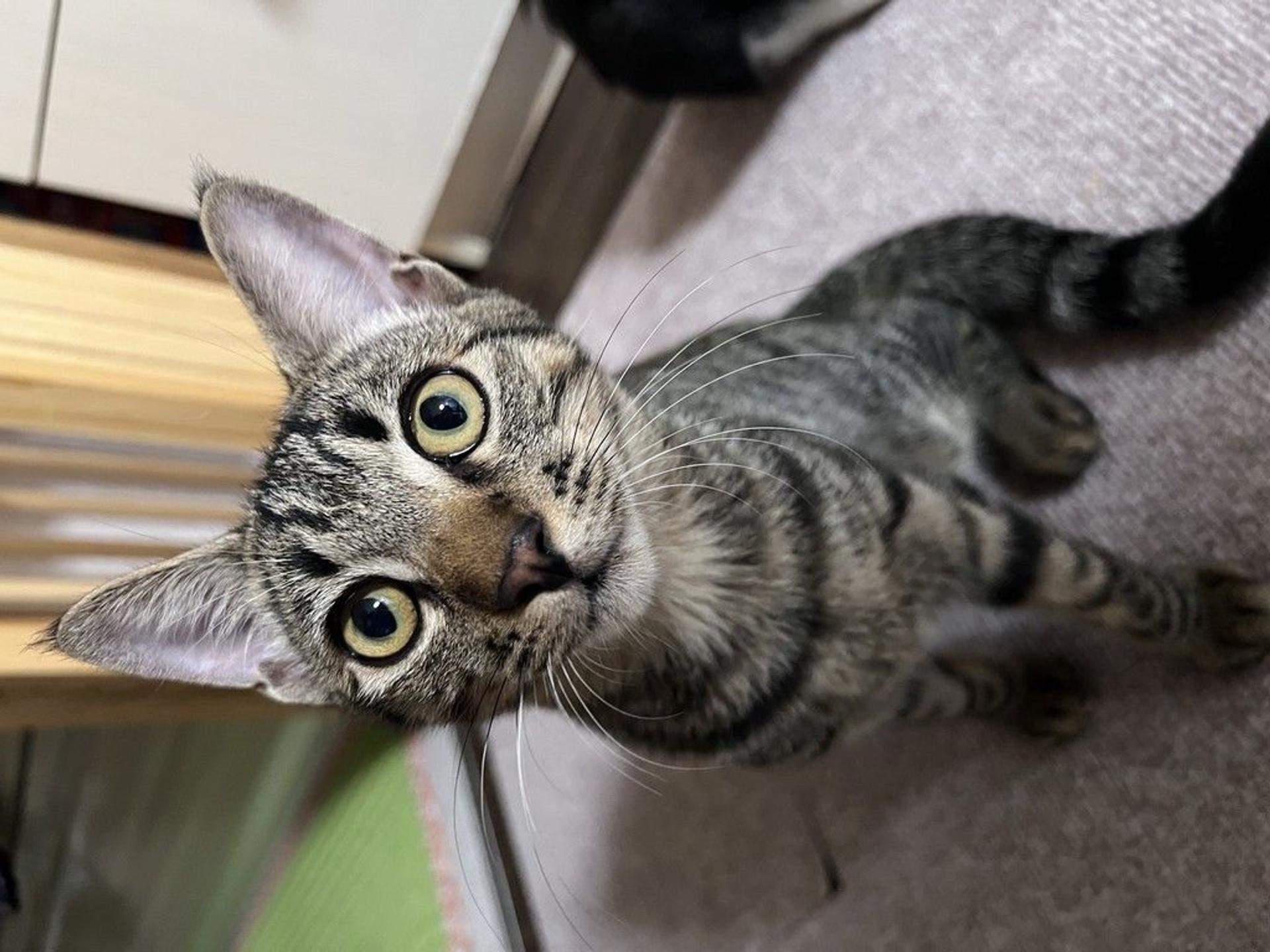 pet-image-2