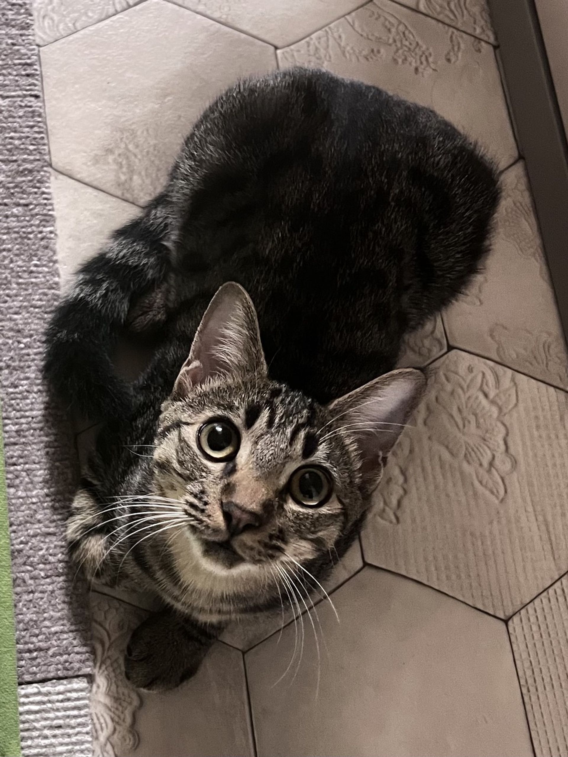雑種（ミックス猫）・オスの里親募集の写真