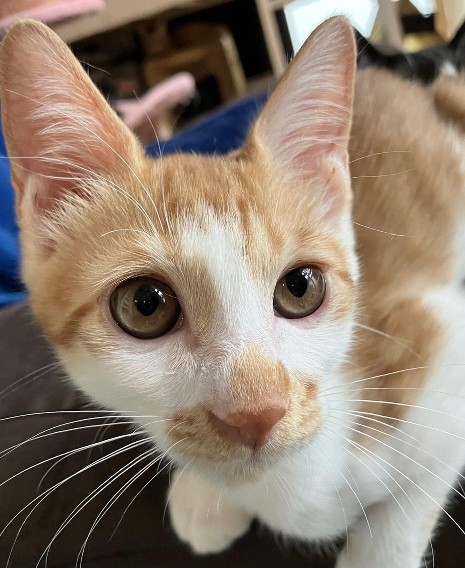 pet-image-2