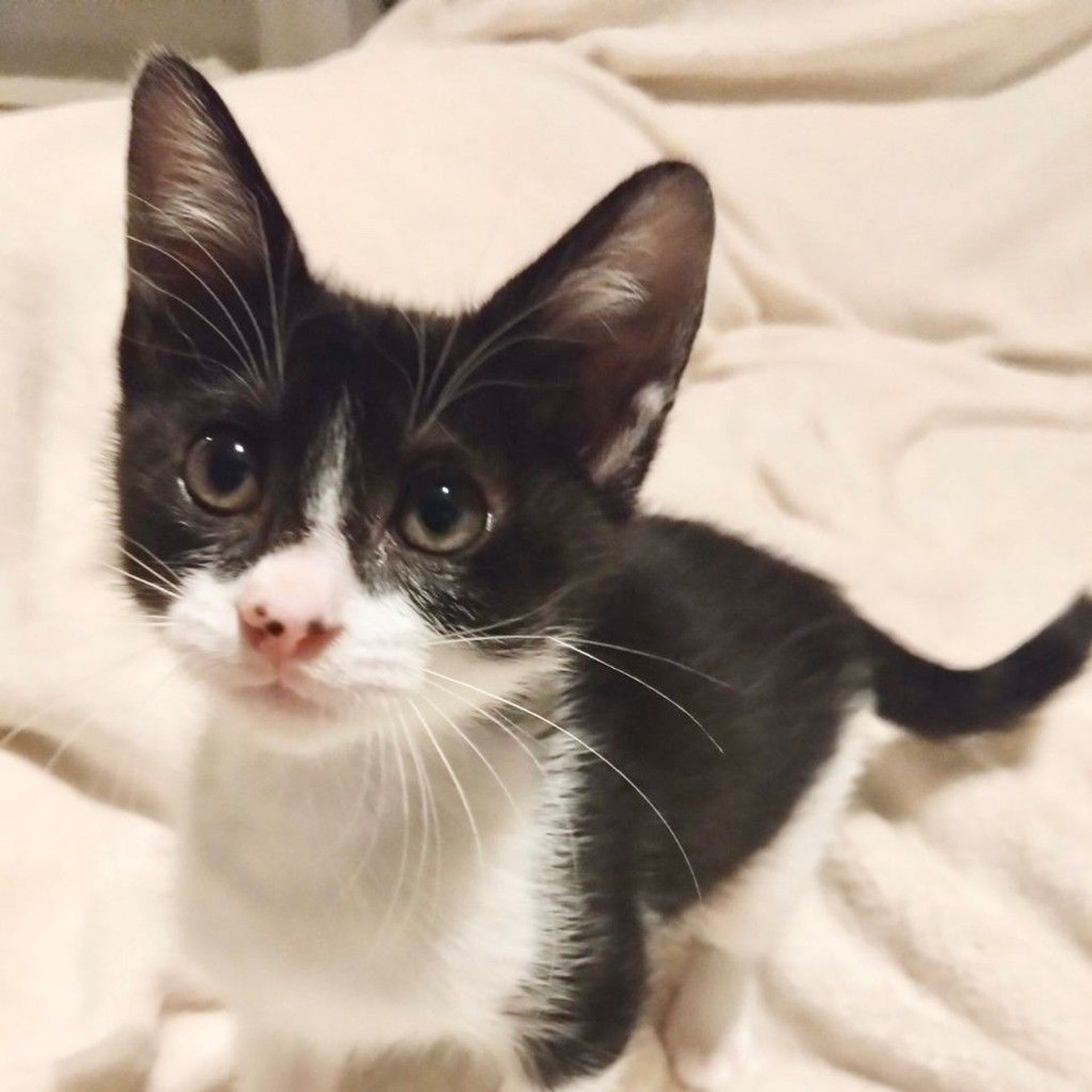雑種（ミックス猫）・メスの里親募集の写真