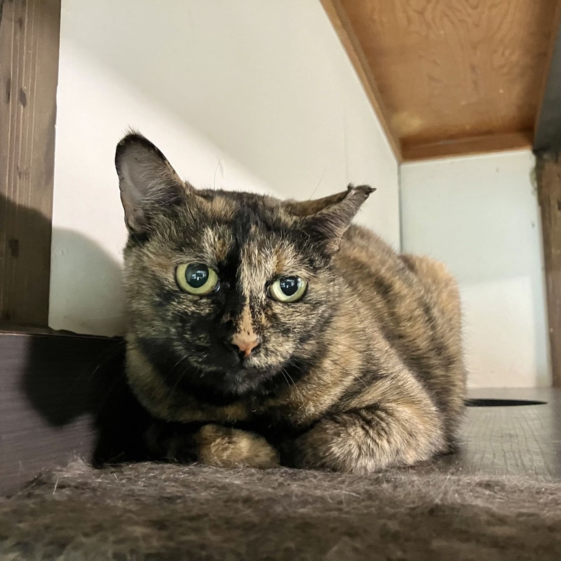 雑種（ミックス猫）・メスの里親募集の写真