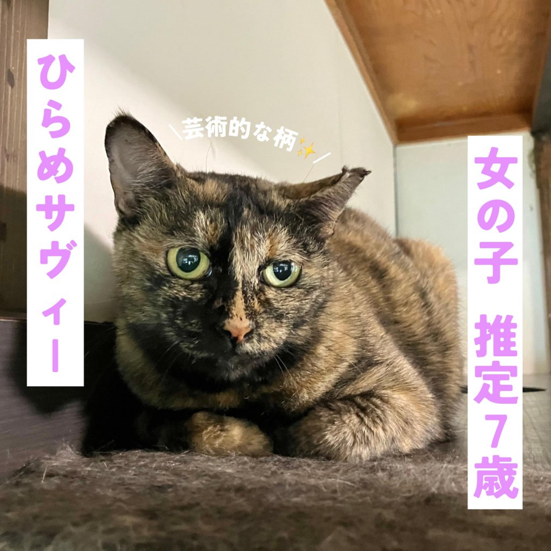 pet-image-2