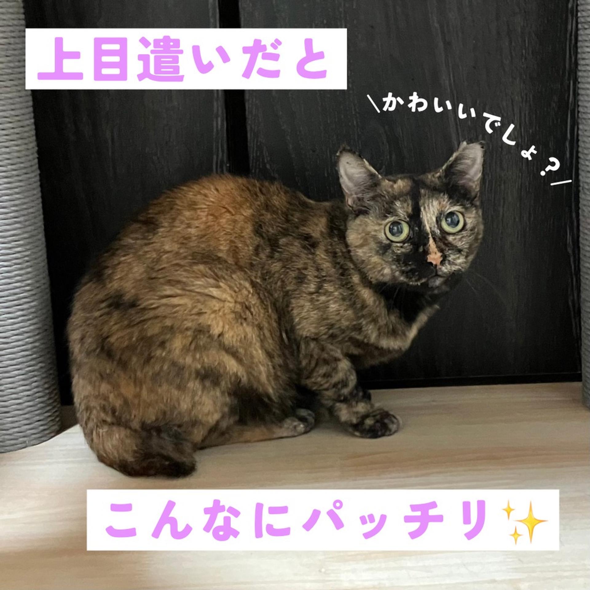 pet-image-4