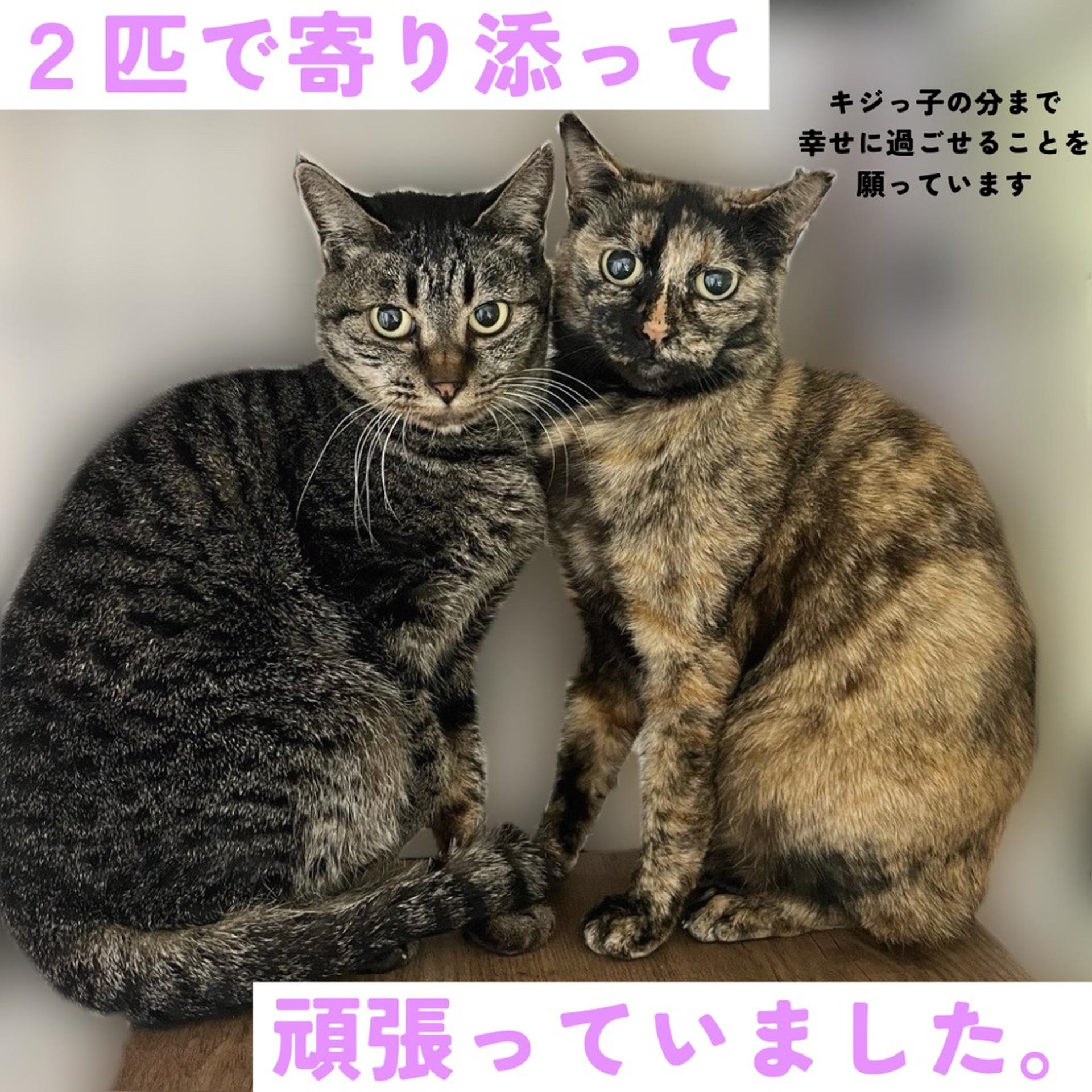 pet-image-6