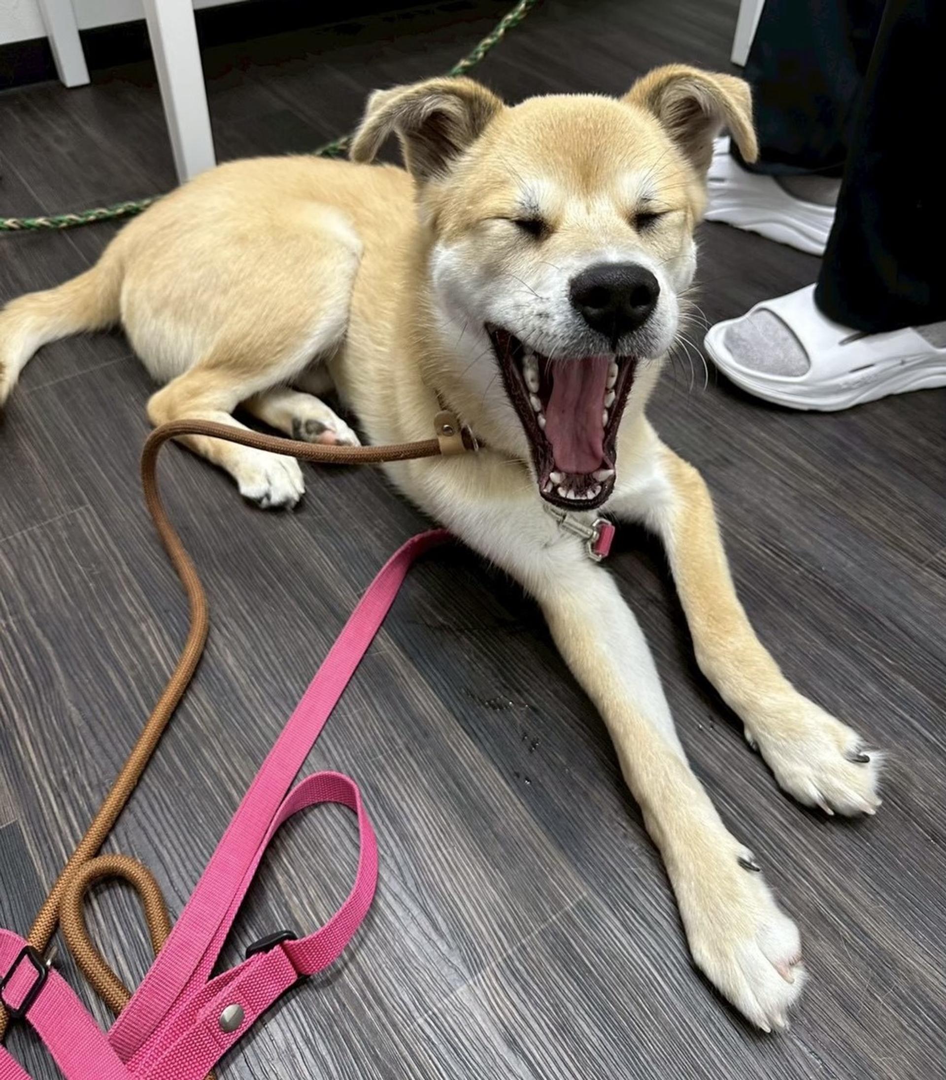 pet-image-3