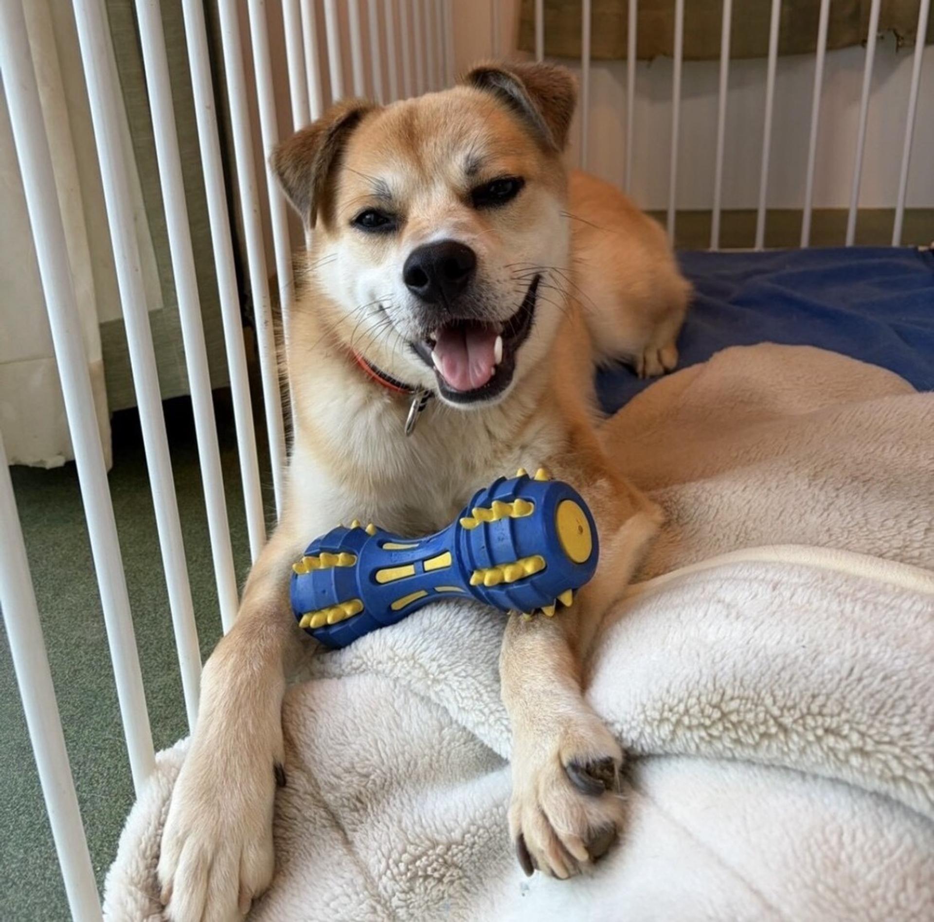 pet-image-8