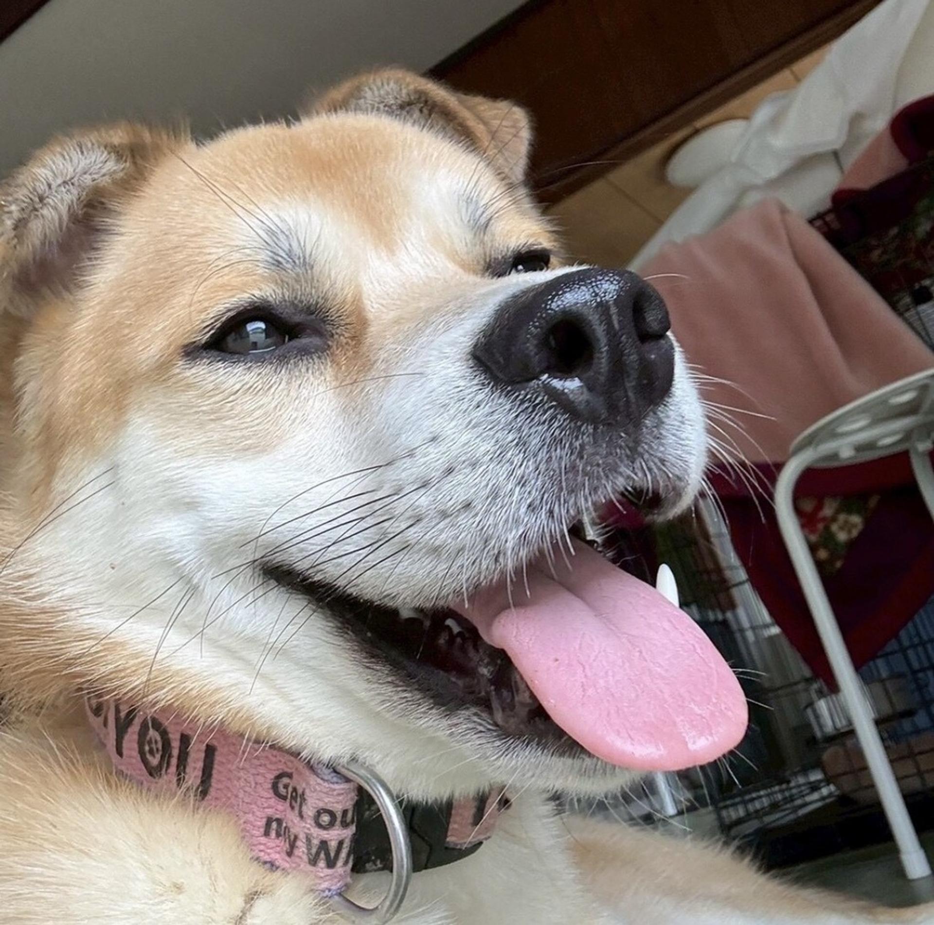 pet-image-9