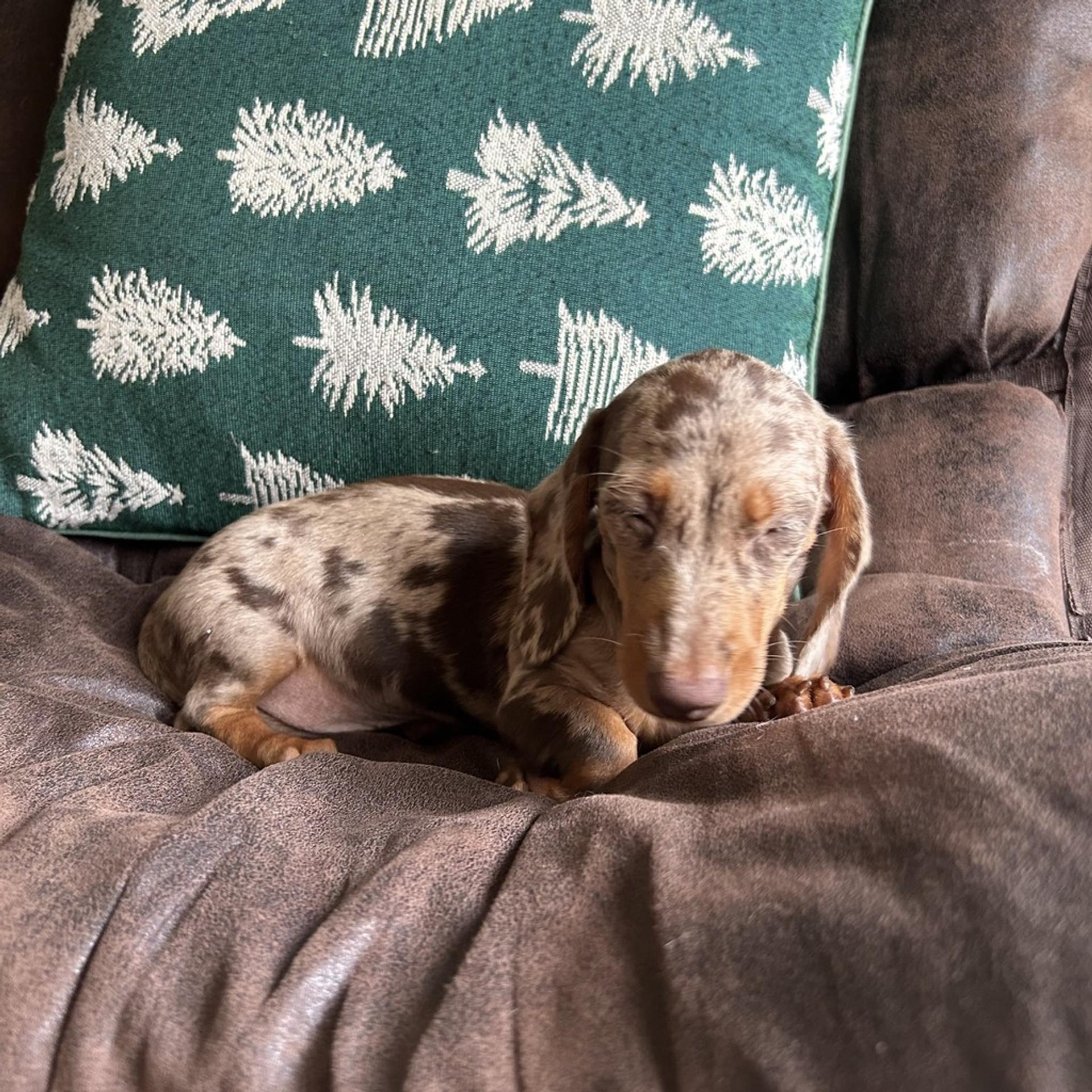 pet-image-3