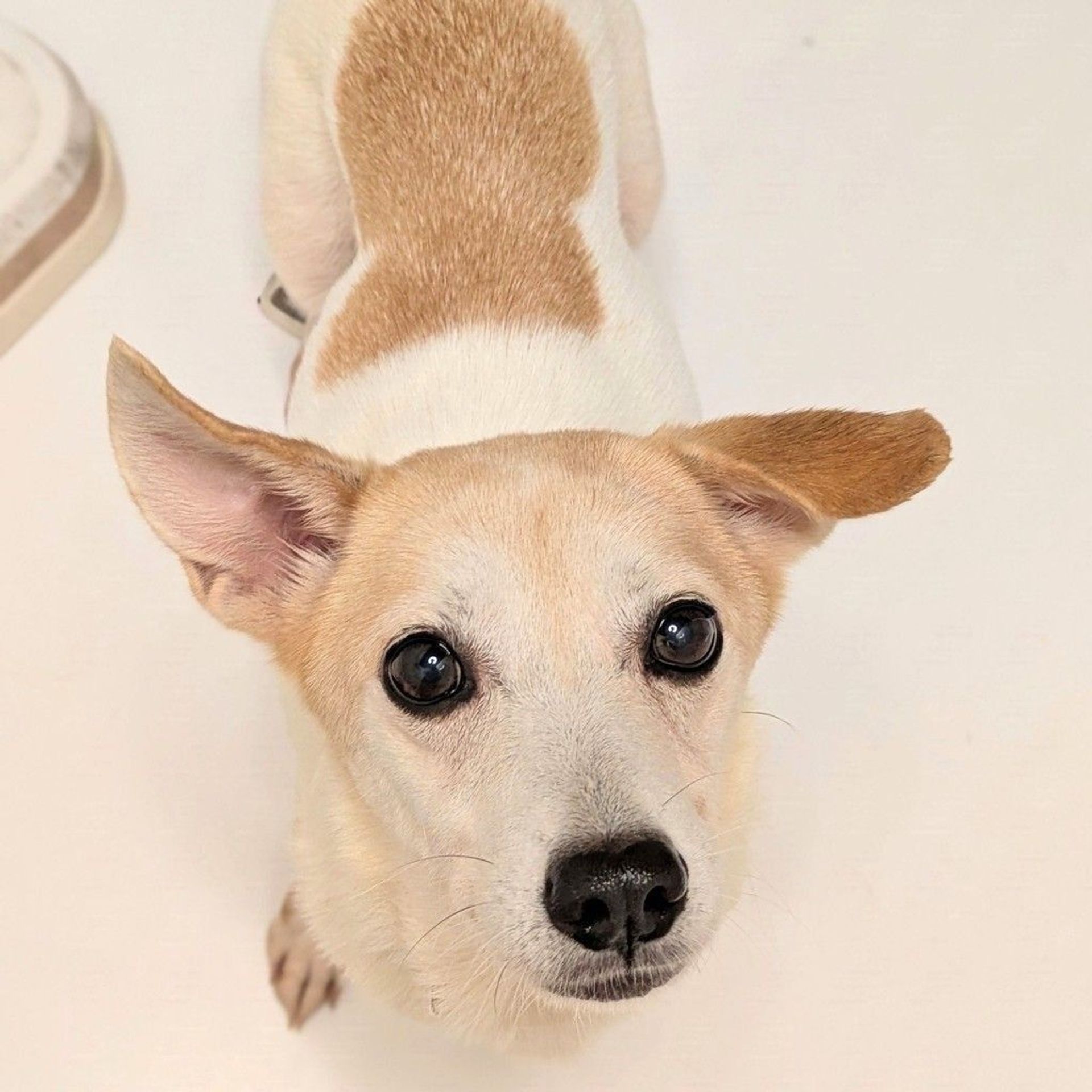 雑種（ミックス犬）・メスの里親募集の写真
