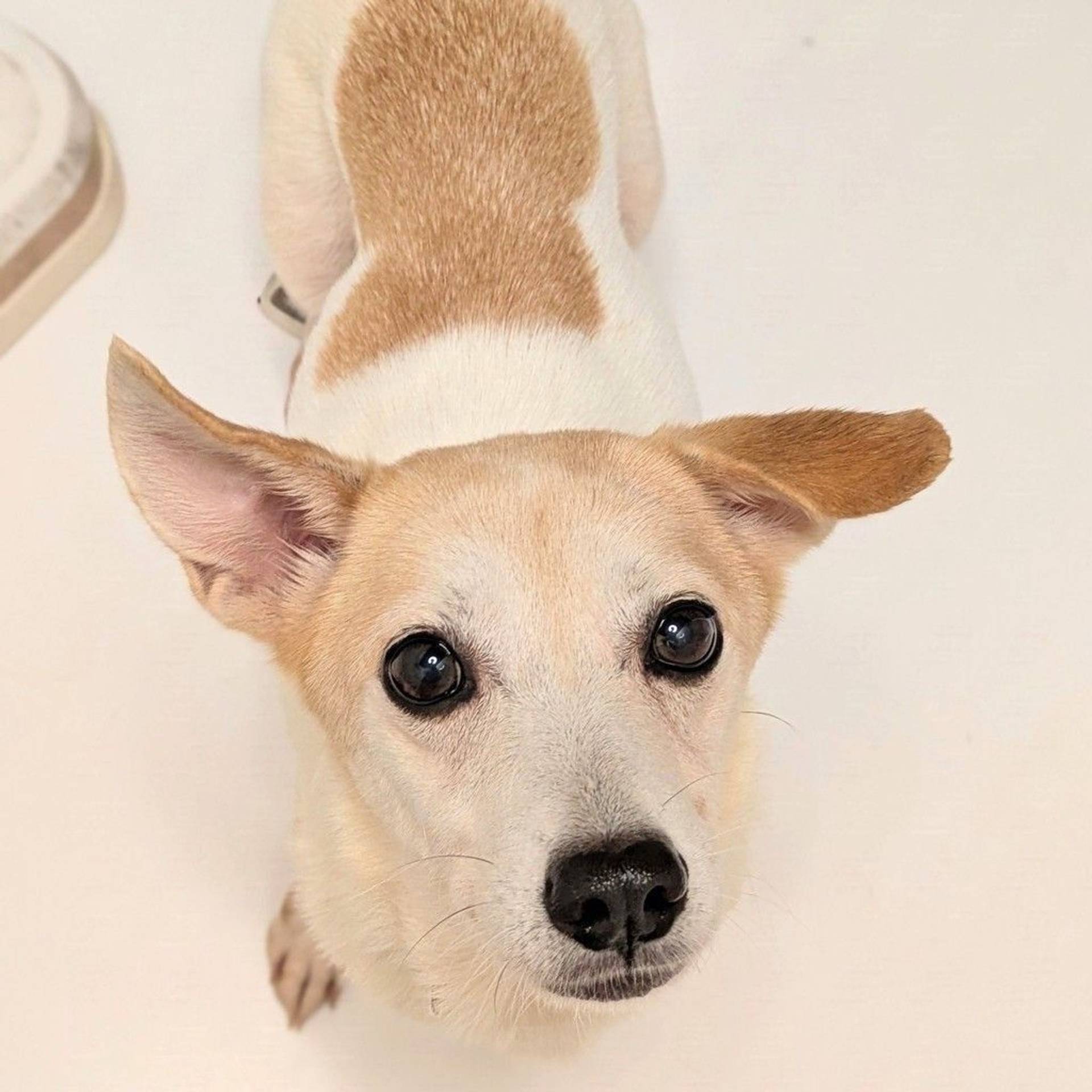 雑種（ミックス犬）・メスの里親募集の写真