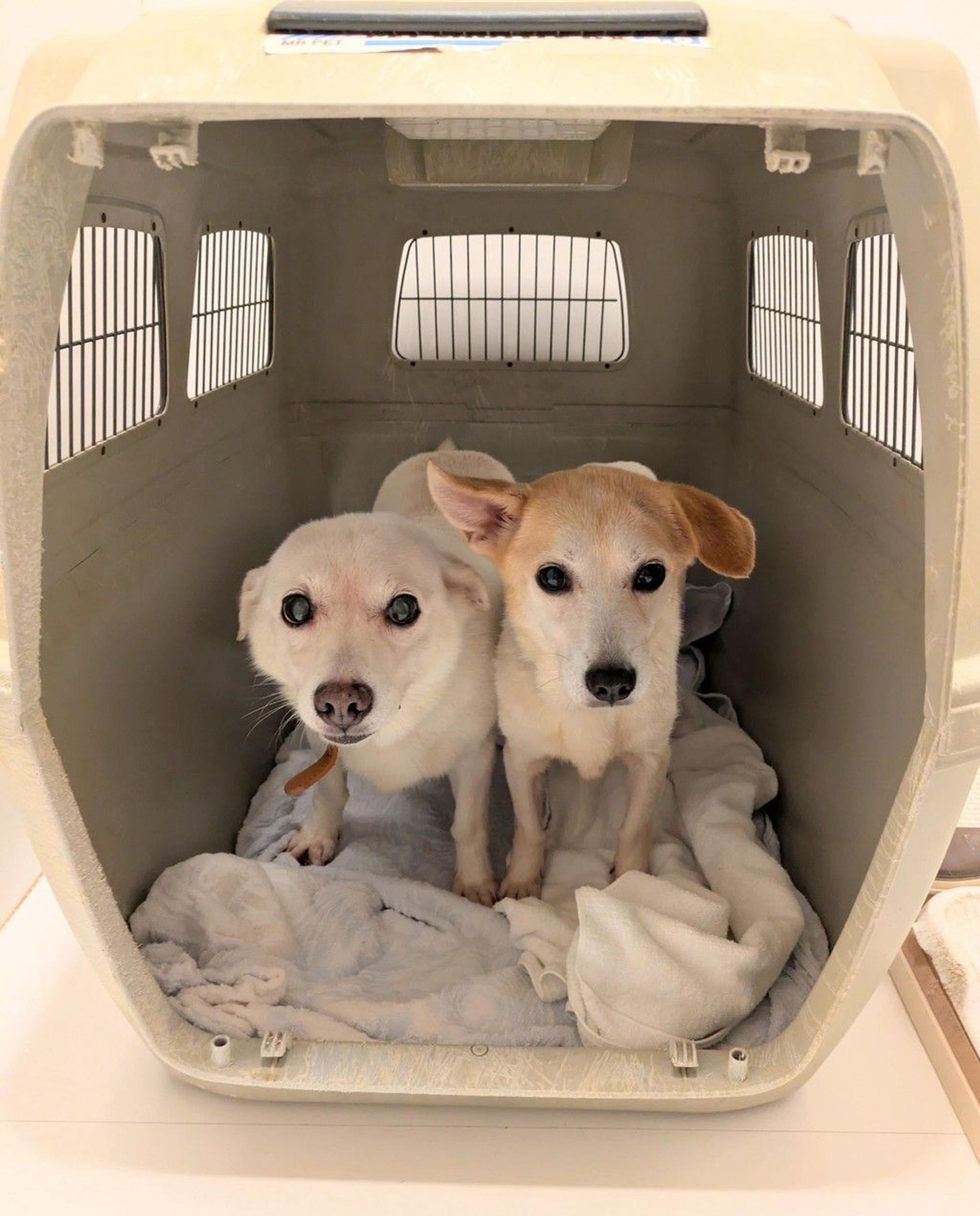 pet-image-6
