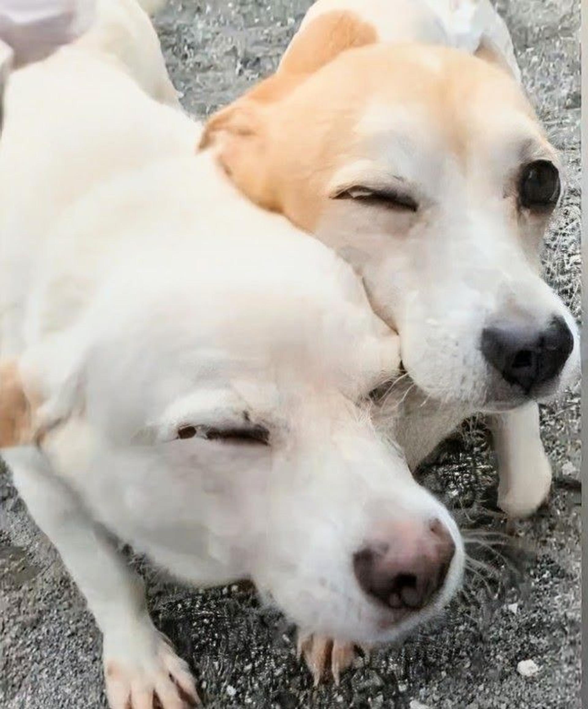 pet-image-7