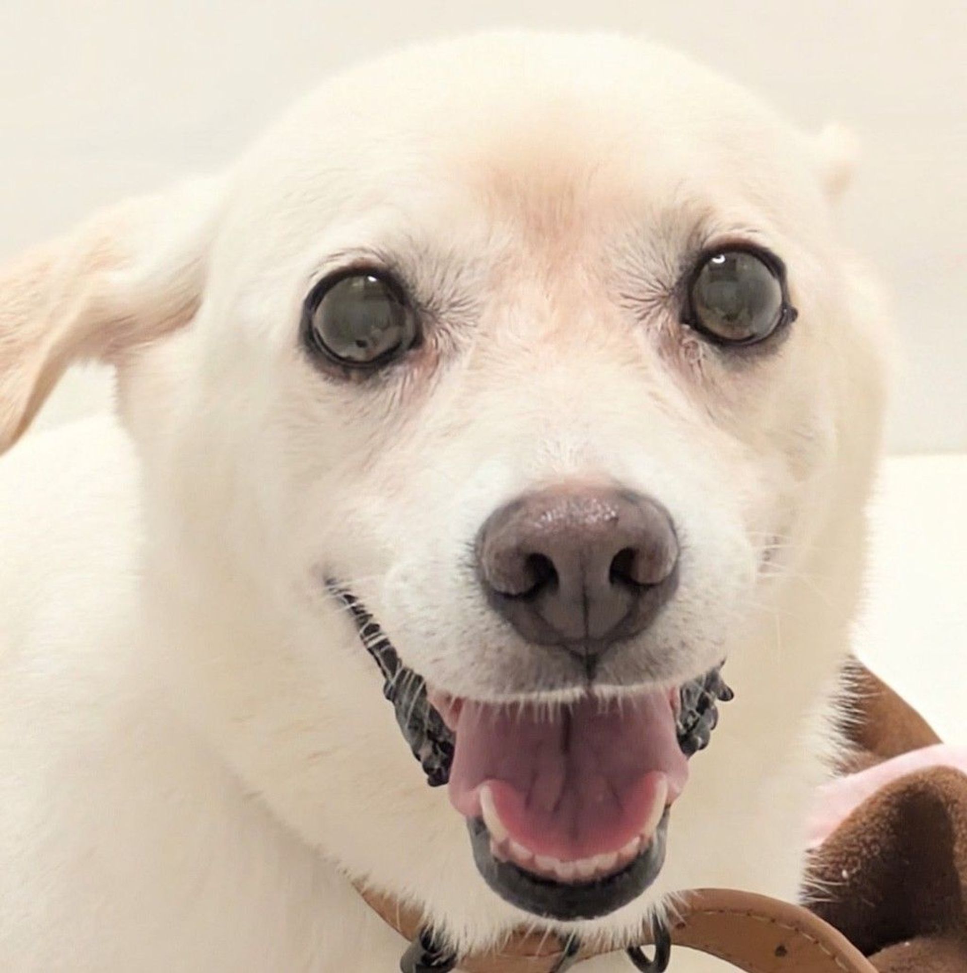 雑種（ミックス犬）・メスの里親募集の写真